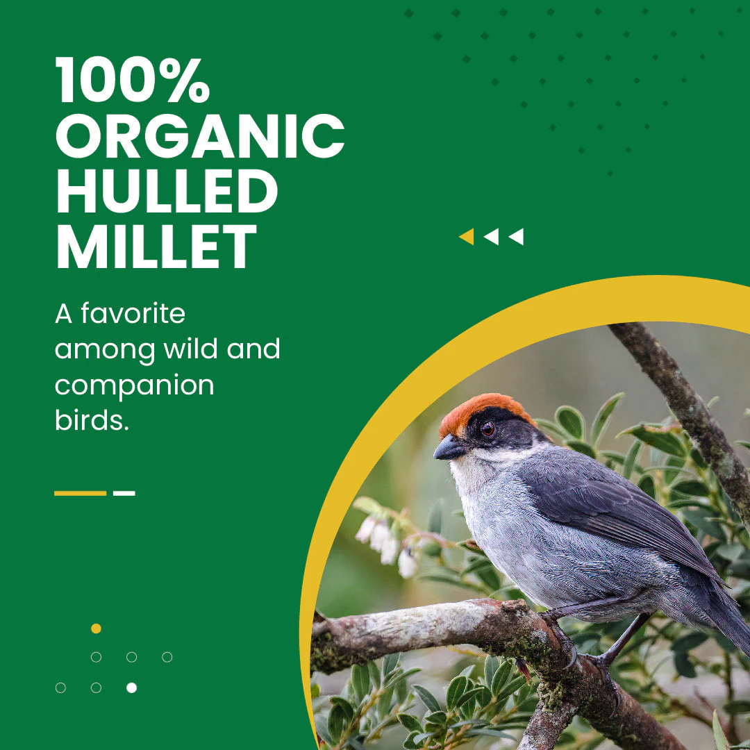 Organic Hulled Millet - 5 lbs. - Image 3