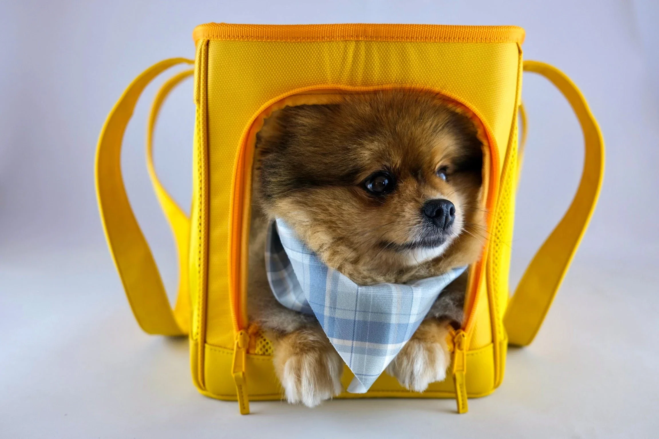 Oskar & Friends Pet Travel Carrier - Airline Compliant, Lightweight - Image 15