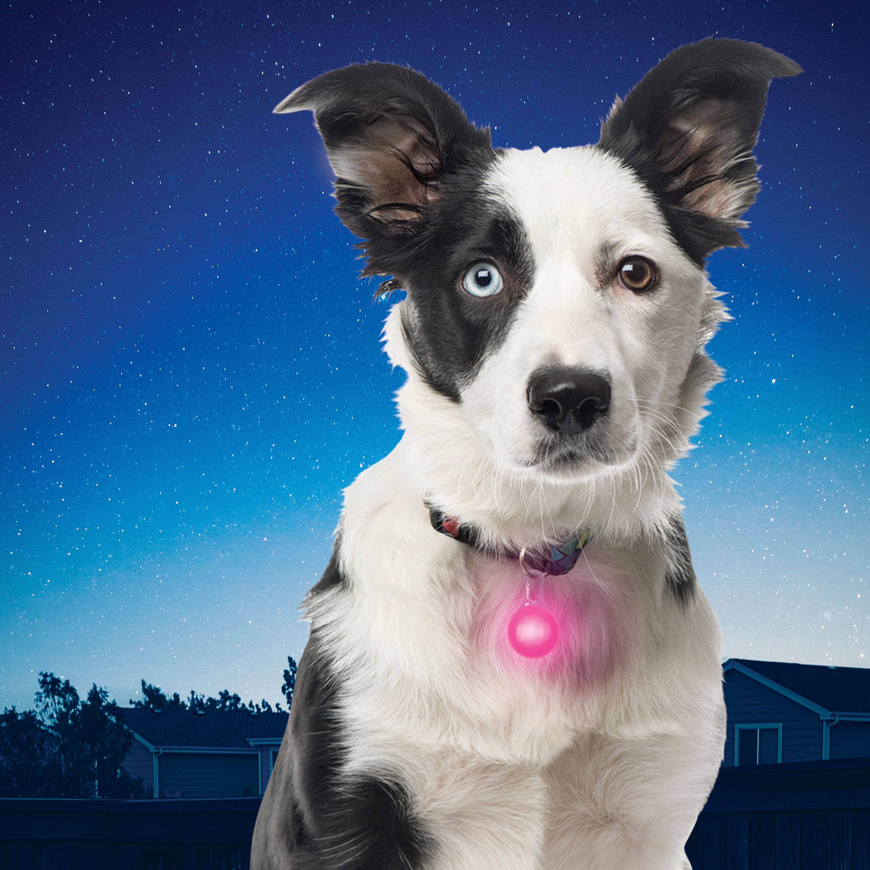Nite Ize PetLit/SpotLit Collar Light - Image 10