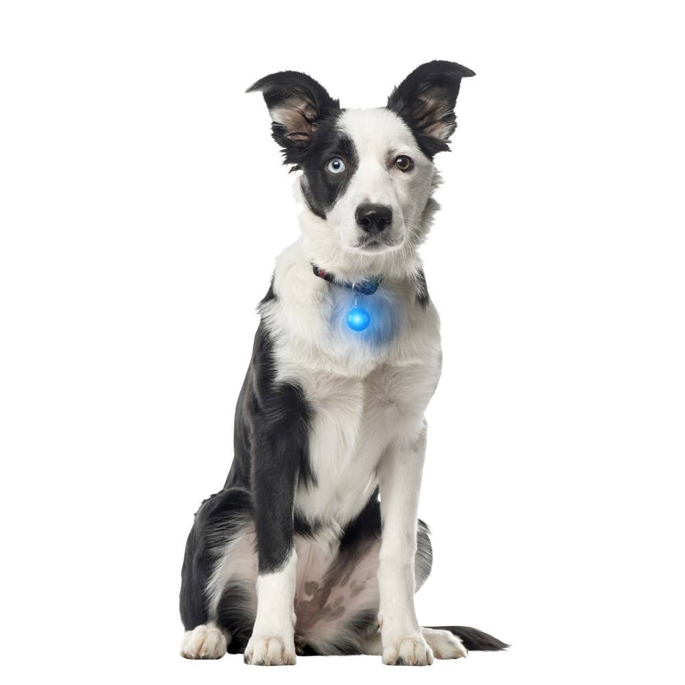 Nite Ize PetLit/SpotLit Collar Light - Image 13