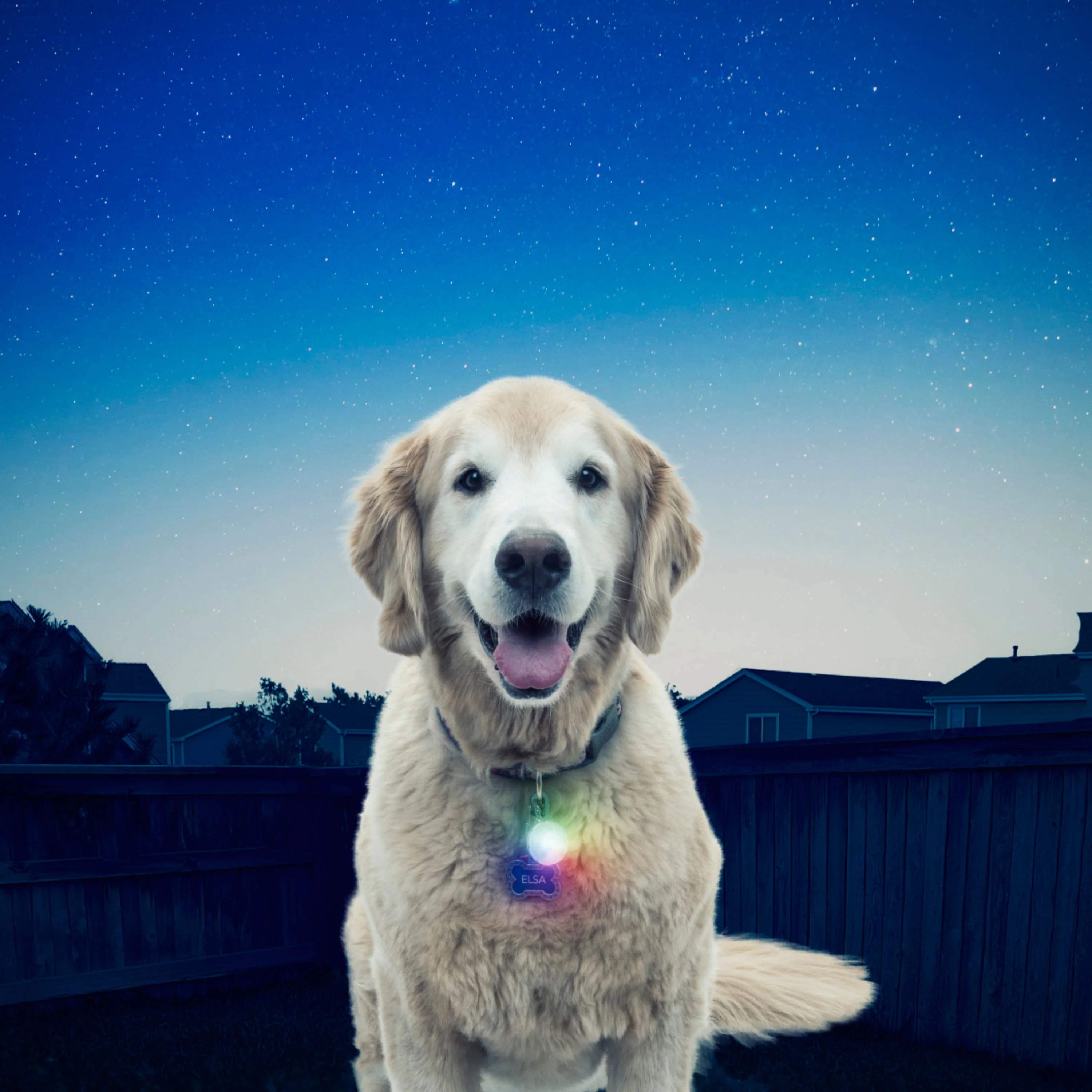 Nite Ize PetLit/SpotLit Collar Light - Image 18