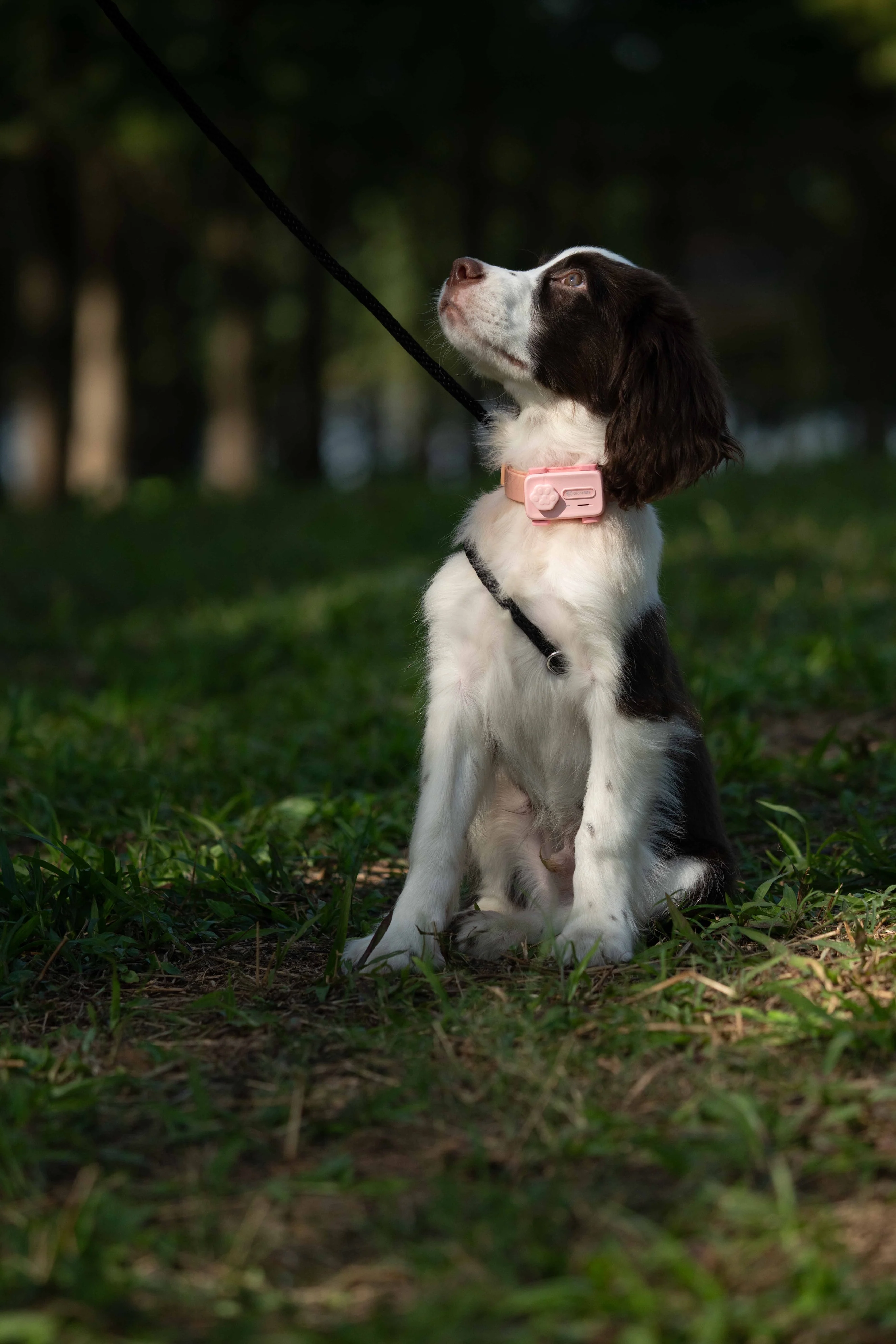 GlocalMe PetPhone – The First Satellite GPS Tracking Smartphone & Activity Tracker Designed For Your Pet - Image 3