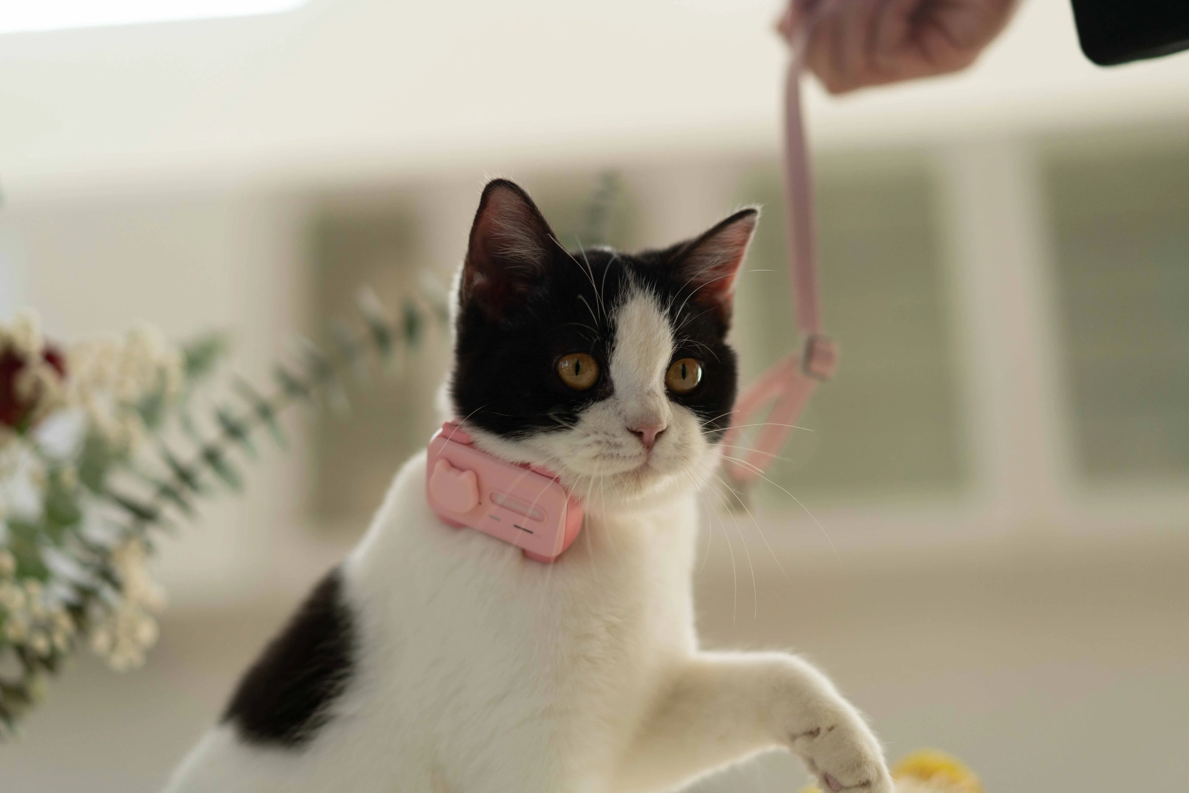 GlocalMe PetPhone – The First Satellite GPS Tracking Smartphone & Activity Tracker Designed For Your Pet - Image 4