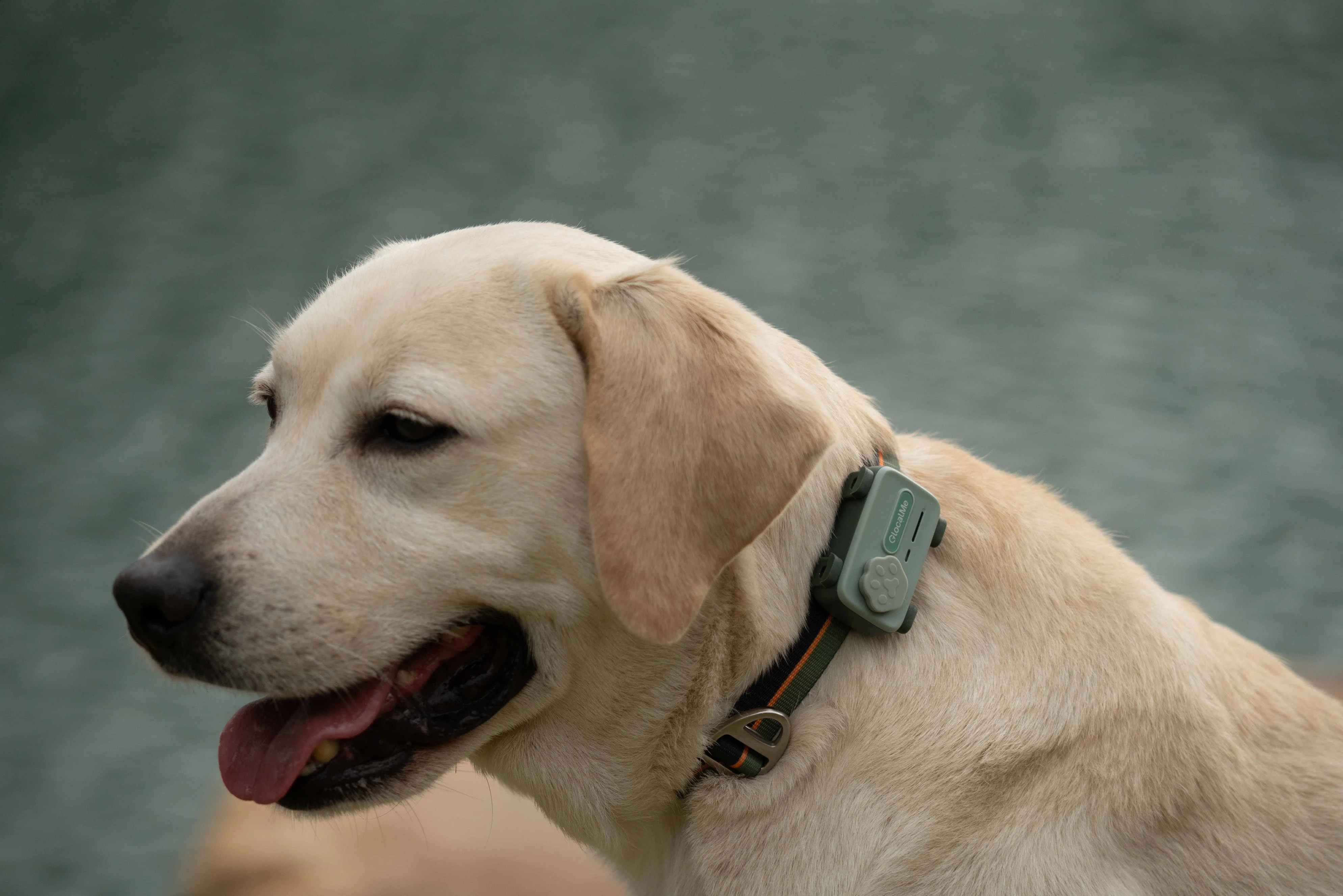 GlocalMe PetPhone – The First Satellite GPS Tracking Smartphone & Activity Tracker Designed For Your Pet - Image 5