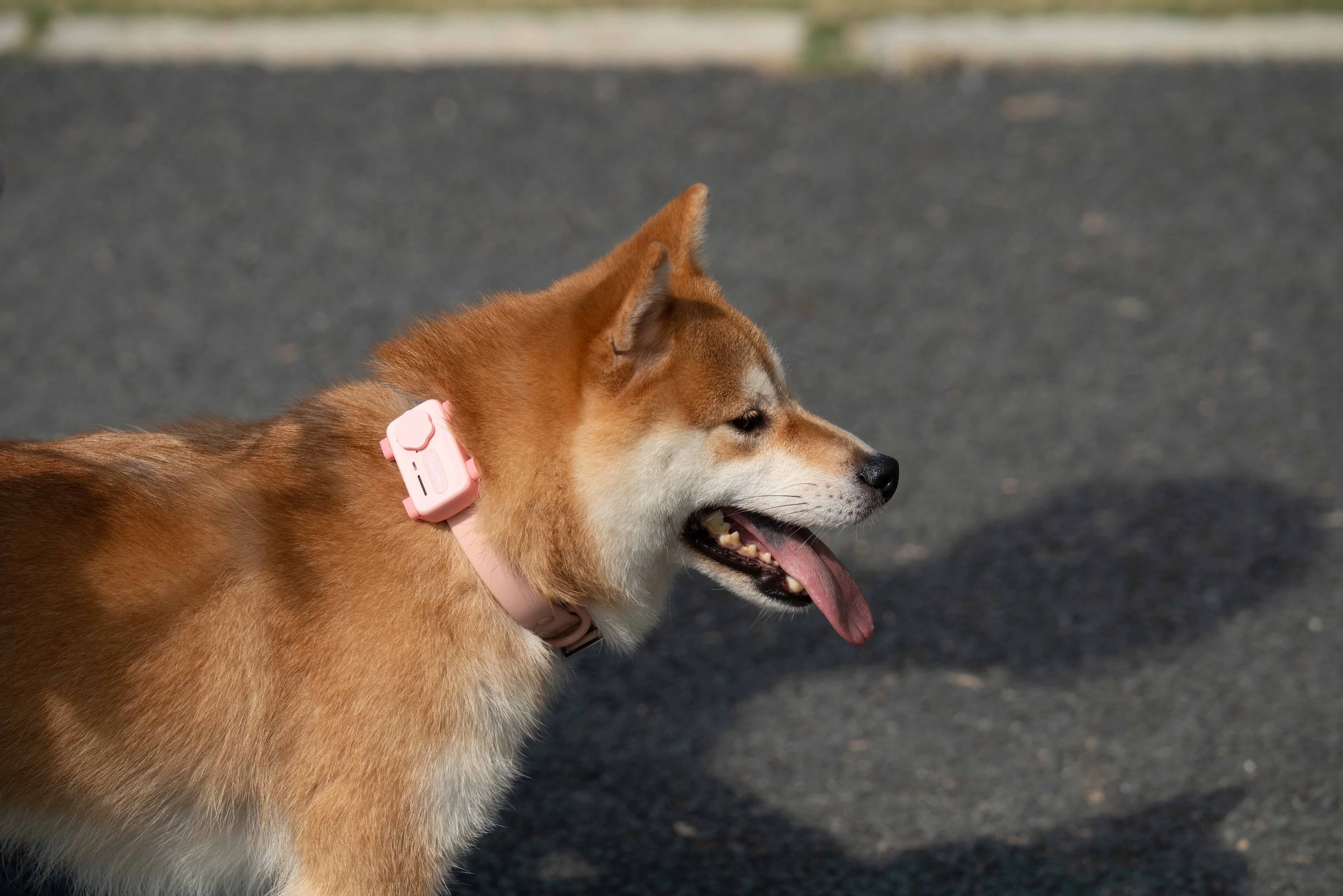 GlocalMe PetPhone – The First Satellite GPS Tracking Smartphone & Activity Tracker Designed For Your Pet - Image 7