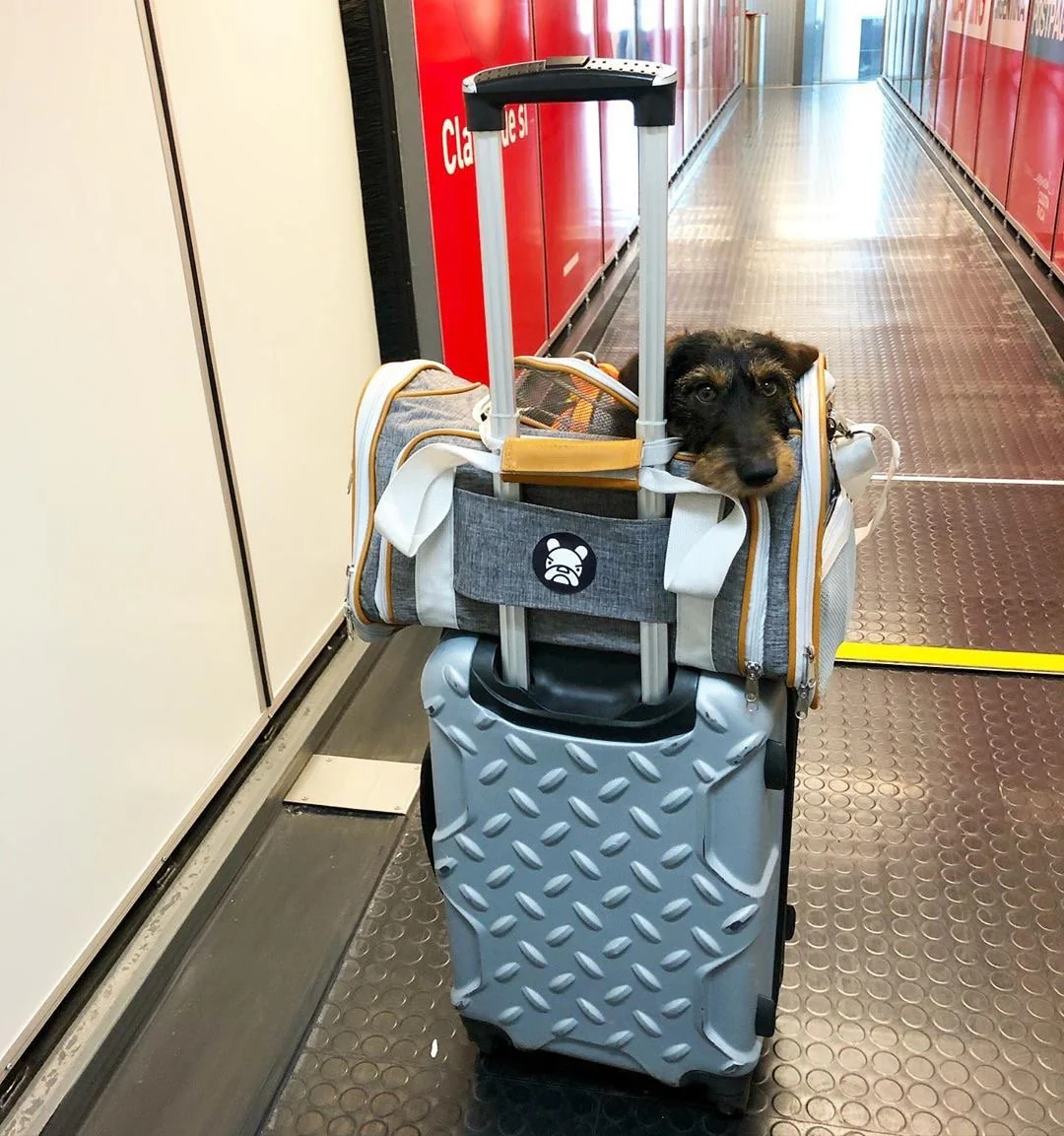 Mr. Peanut's Platinum Series Expandable Pet Carrier - Image 33