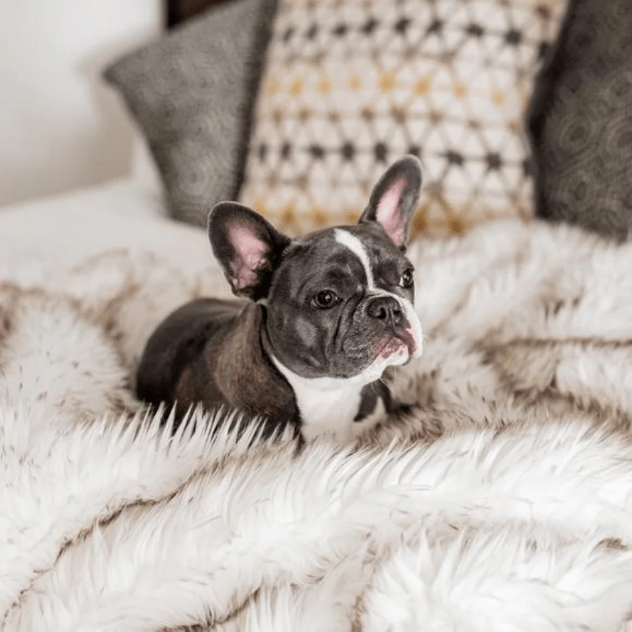 PupProtector™ Waterproof Throw Blanket - White with Brown Accents - Image 16