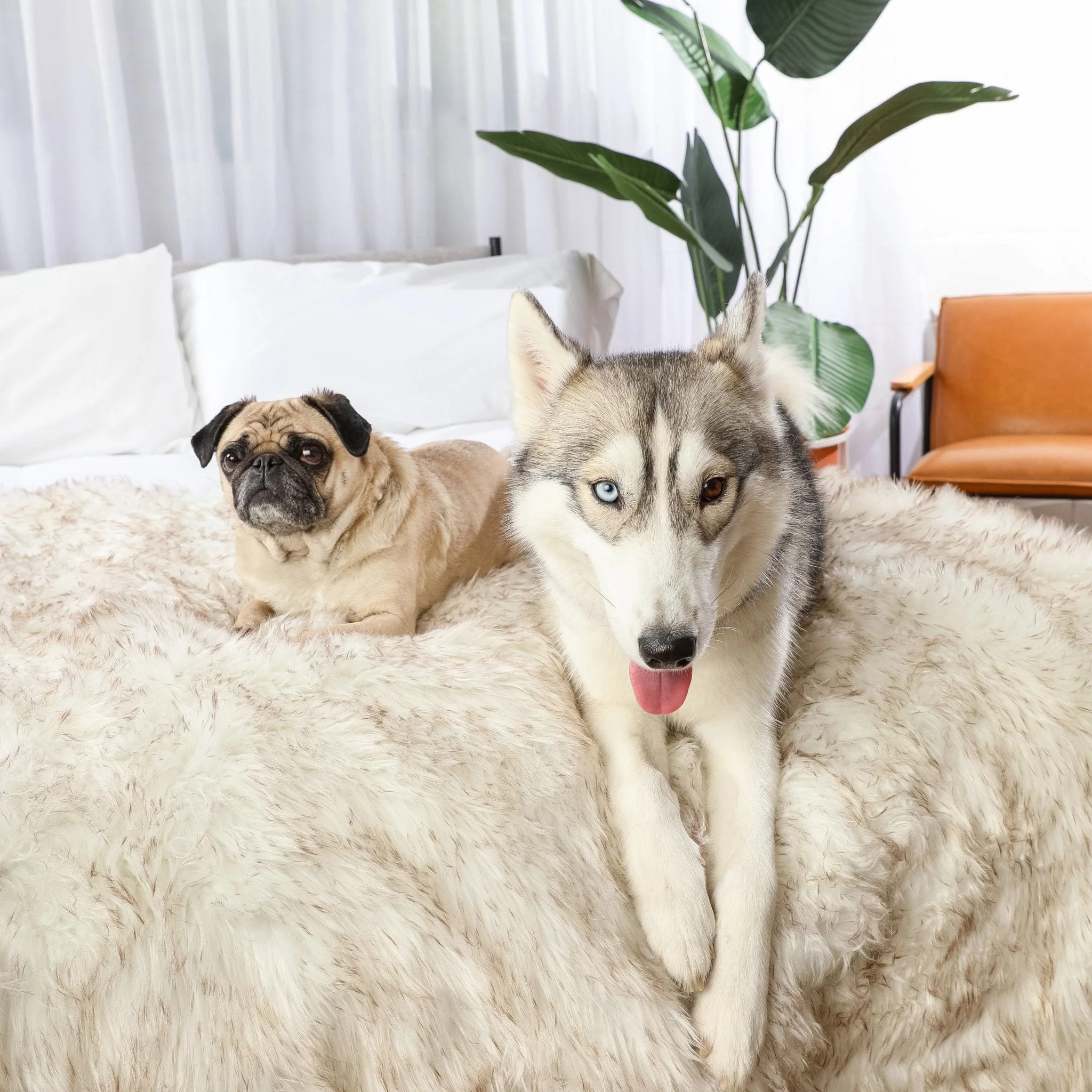 PupProtector™ Waterproof Throw Blanket - White with Brown Accents - Image 4