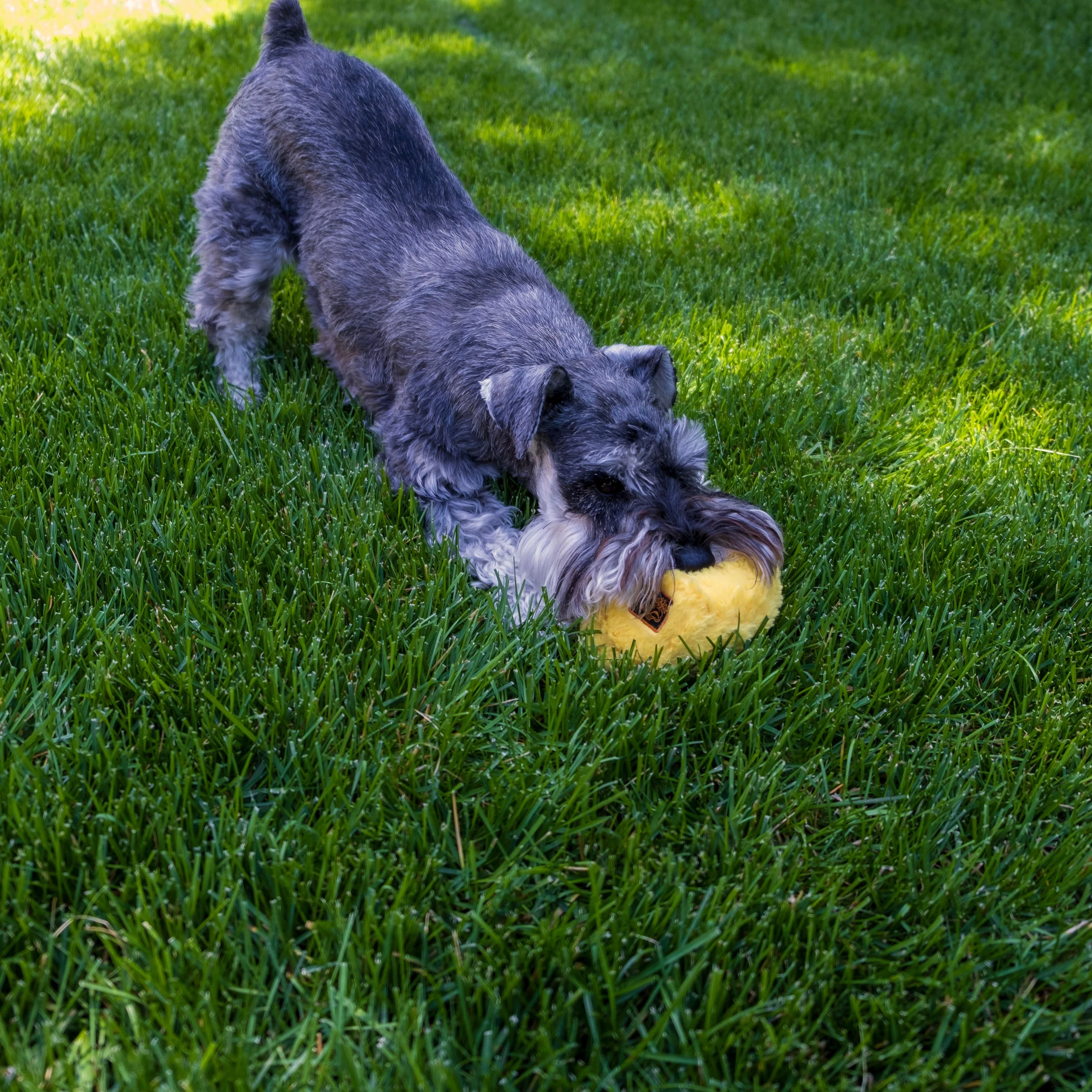 Quacker Jack: Fun Dog Toy Small Duck Grunter by DogGoods ™ - Image 10