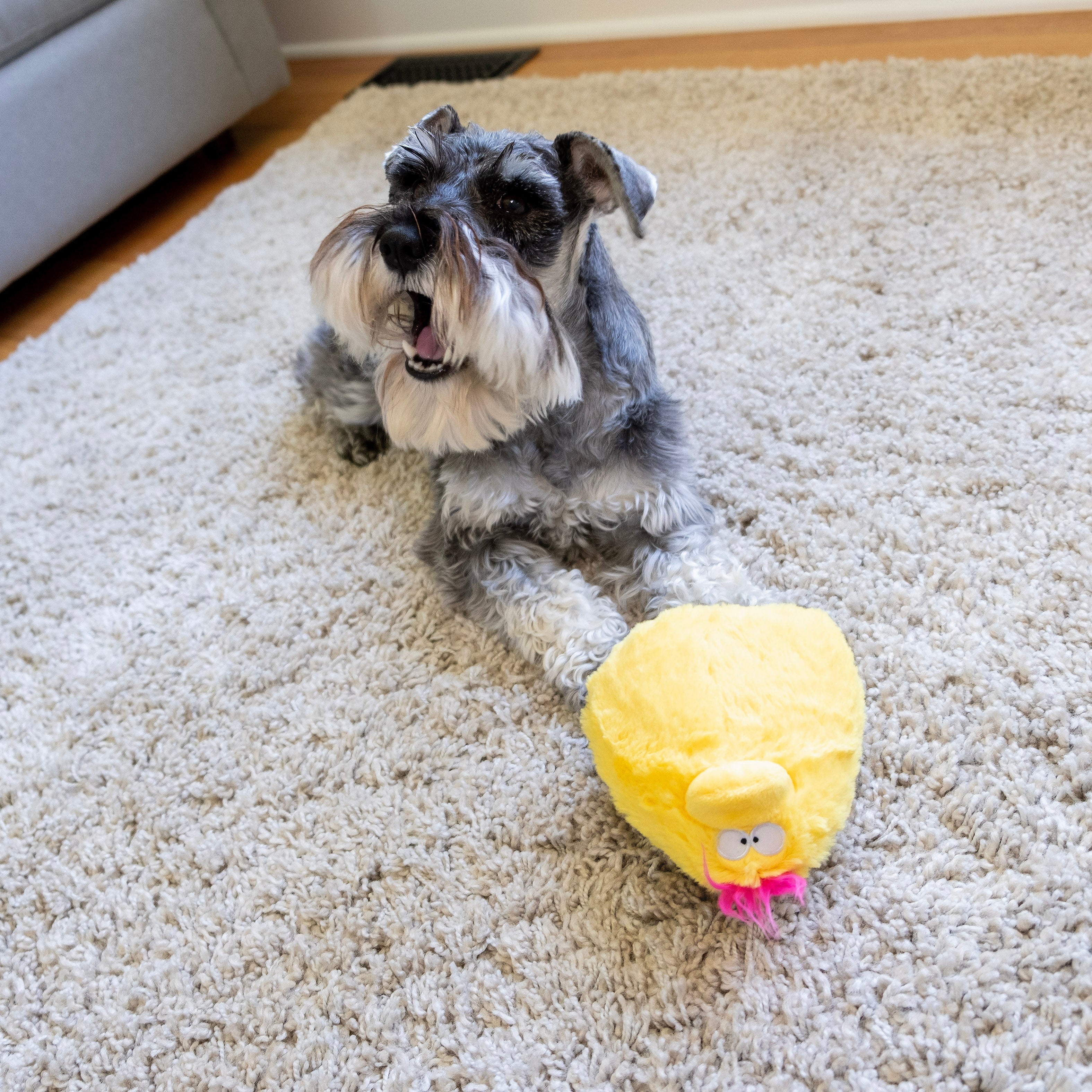 Quacker Jack: Fun Dog Toy Small Duck Grunter by DogGoods ™ - Image 13