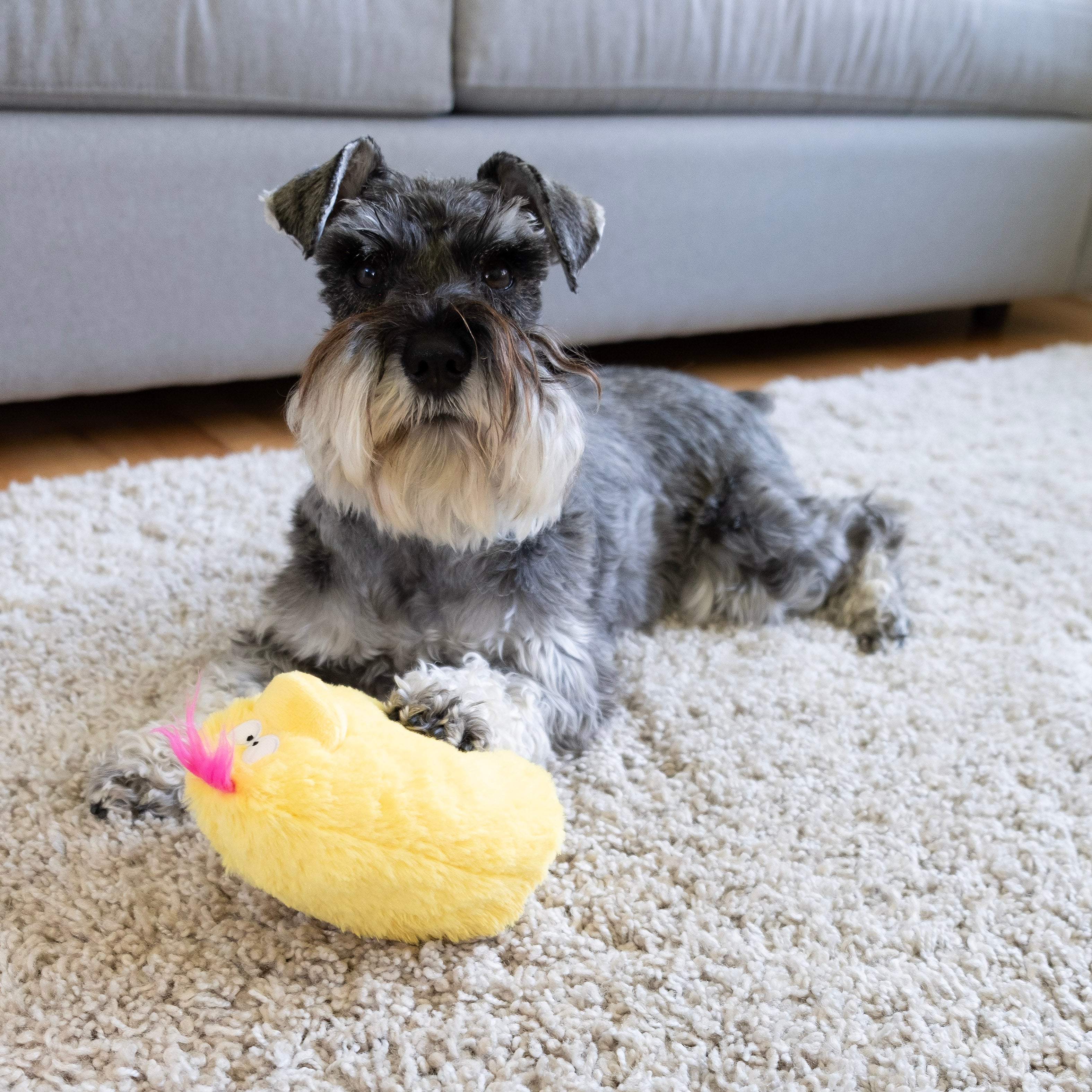 Quacker Jack: Fun Dog Toy Small Duck Grunter by DogGoods ™ - Image 14