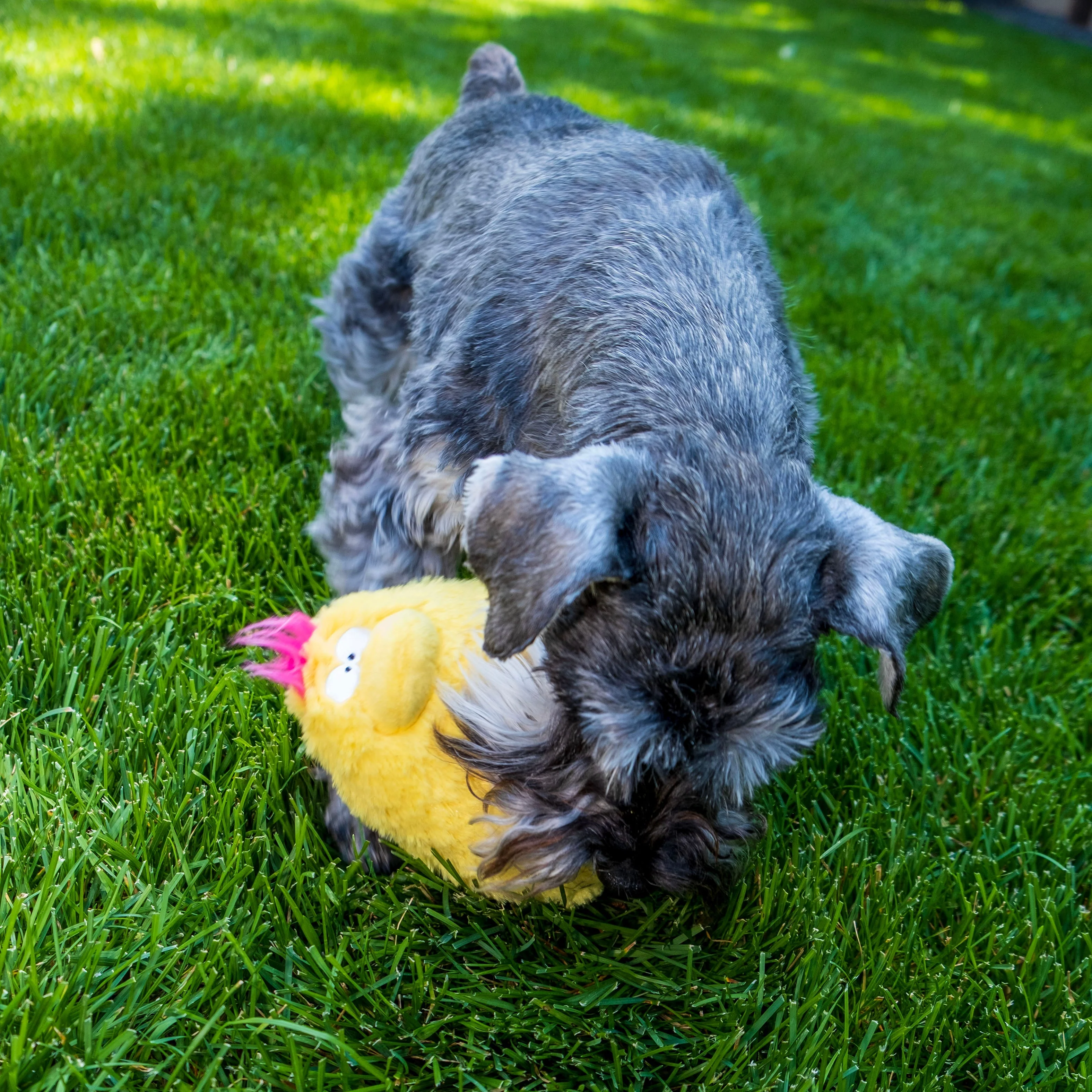 Quacker Jack: Fun Dog Toy Small Duck Grunter by DogGoods ™ - Image 7