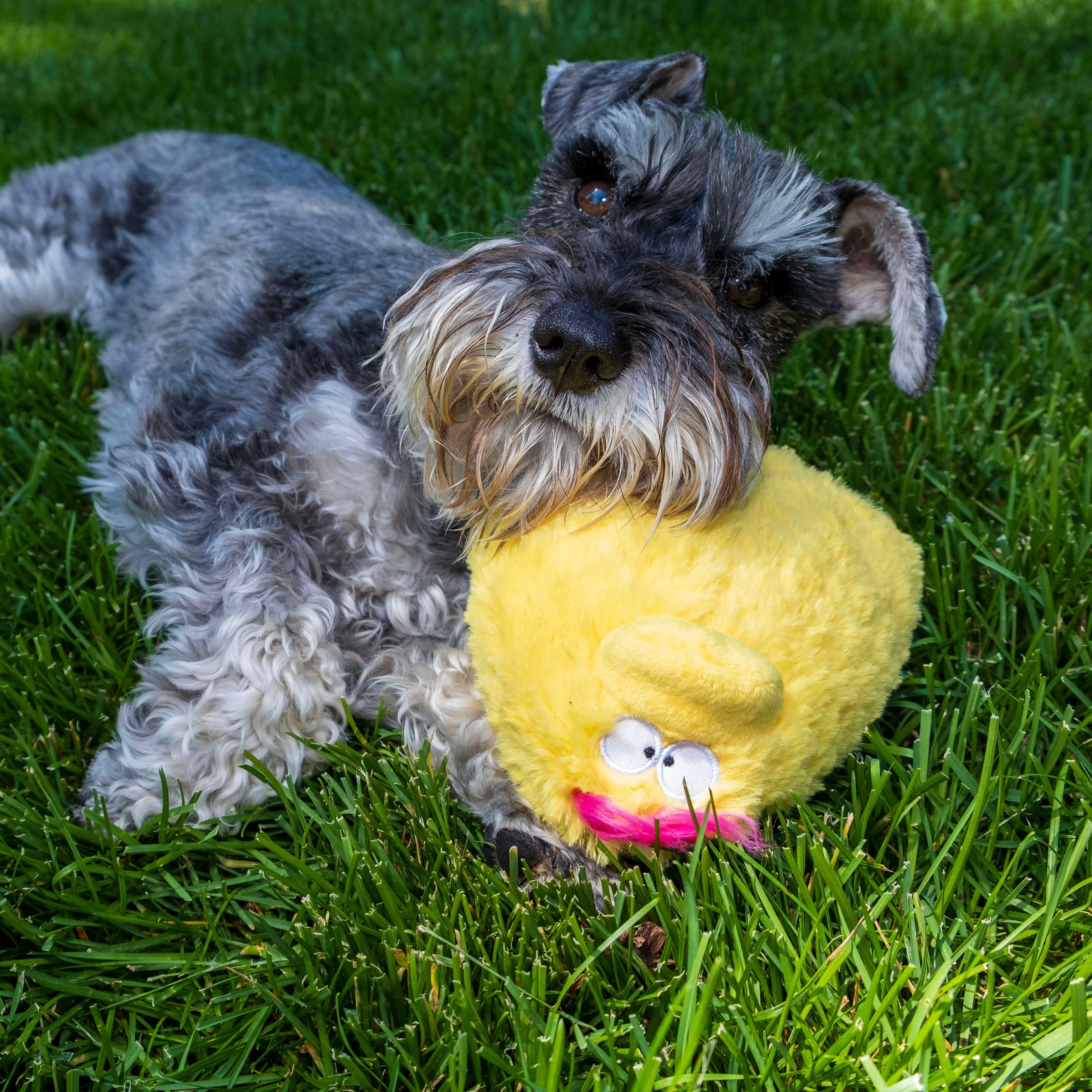 Quacker Jack: Fun Dog Toy Small Duck Grunter by DogGoods ™ - Image 9