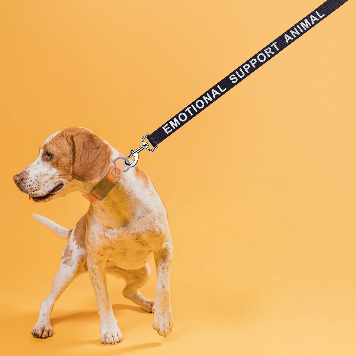 Reflective Nylon Dog Leash - Image 2