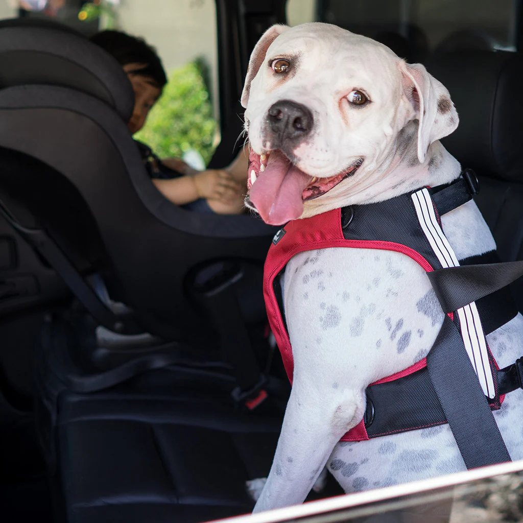Sleepypod - Clickit Terrain Plus Crash Tested Car Harness - Image 10