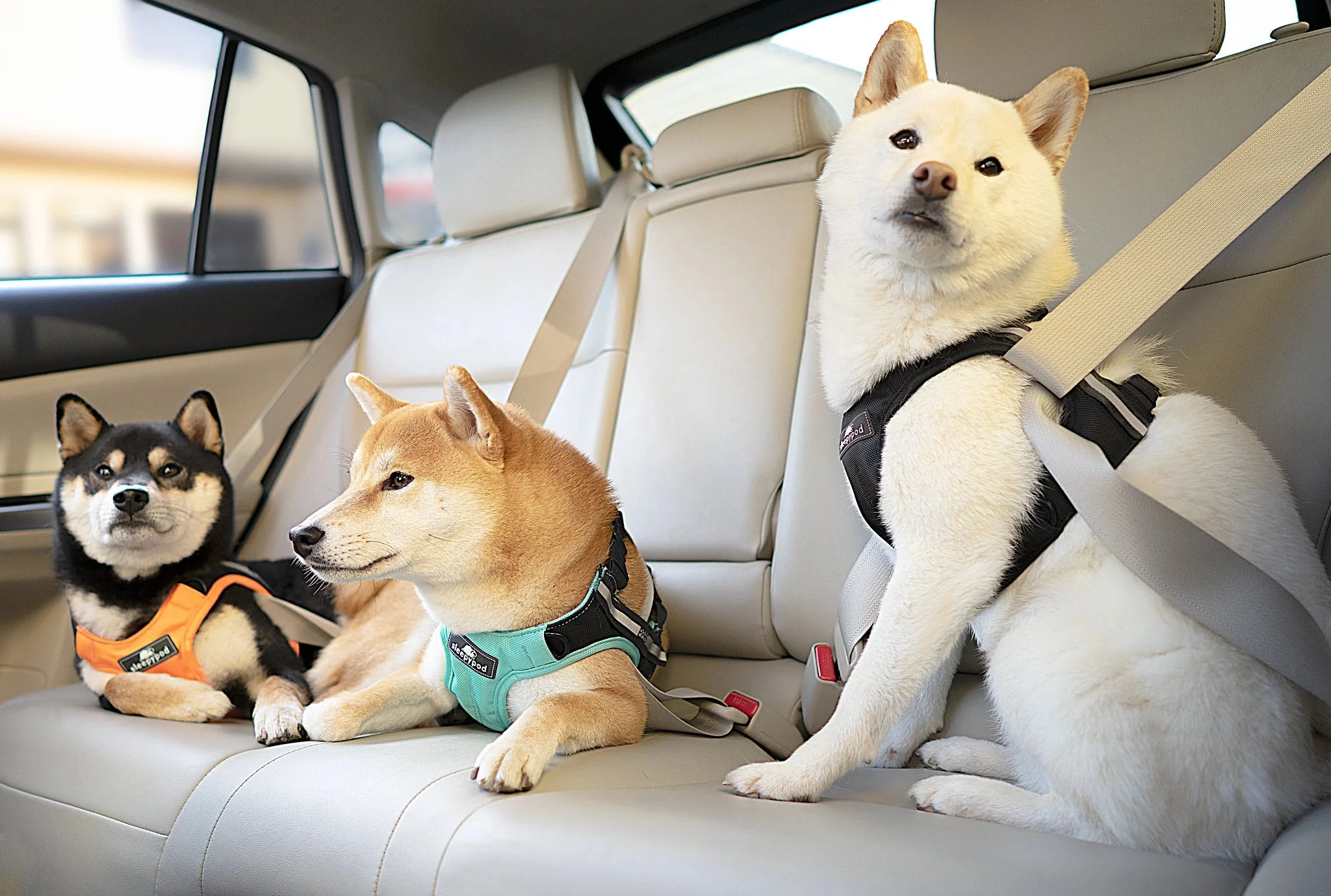 Sleepypod - Clickit Terrain Plus Crash Tested Car Harness - Image 5