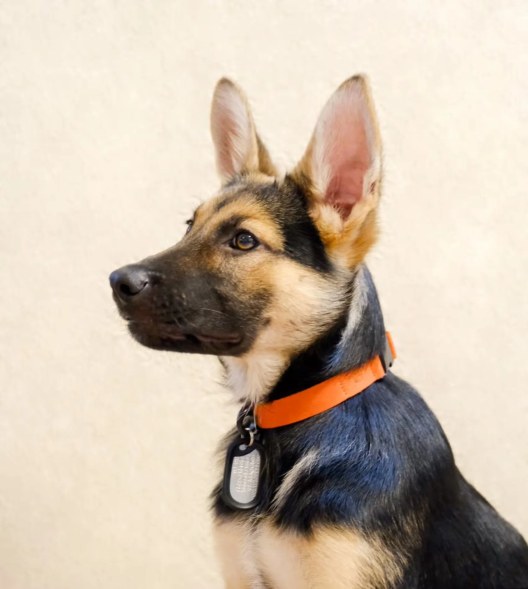 Sleepypod Comfort Suede Dog Collar - Image 3