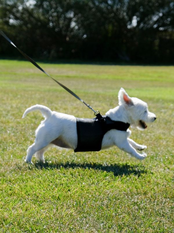 Sleepypod Slim Leash - Image 6