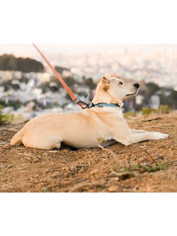 Sleepypod Locking Martingale Collar - Image 5