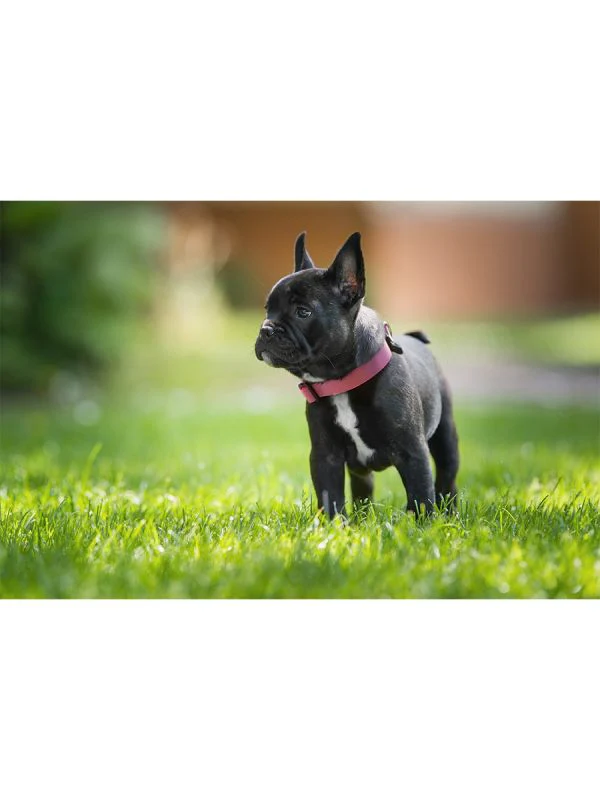 Sleepypod Locking Martingale Collar - Image 9