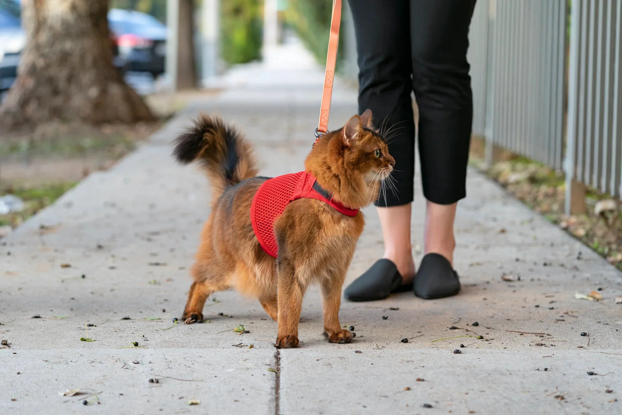 Sleepypod Martingale Harness for Cats - Large Size Only - Image 4