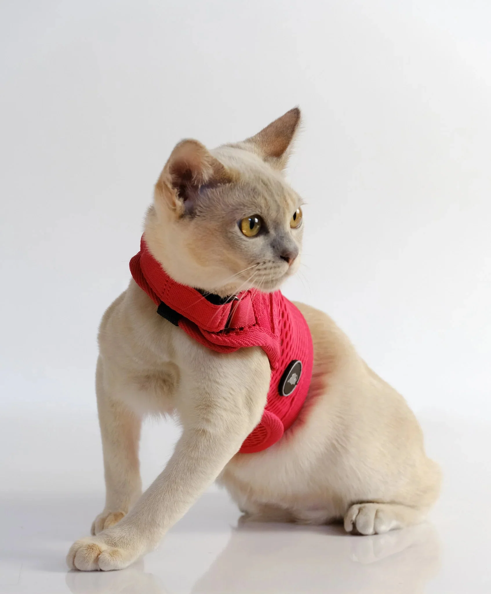 Sleepypod Martingale Harness for Cats - Large Size Only - Image 7