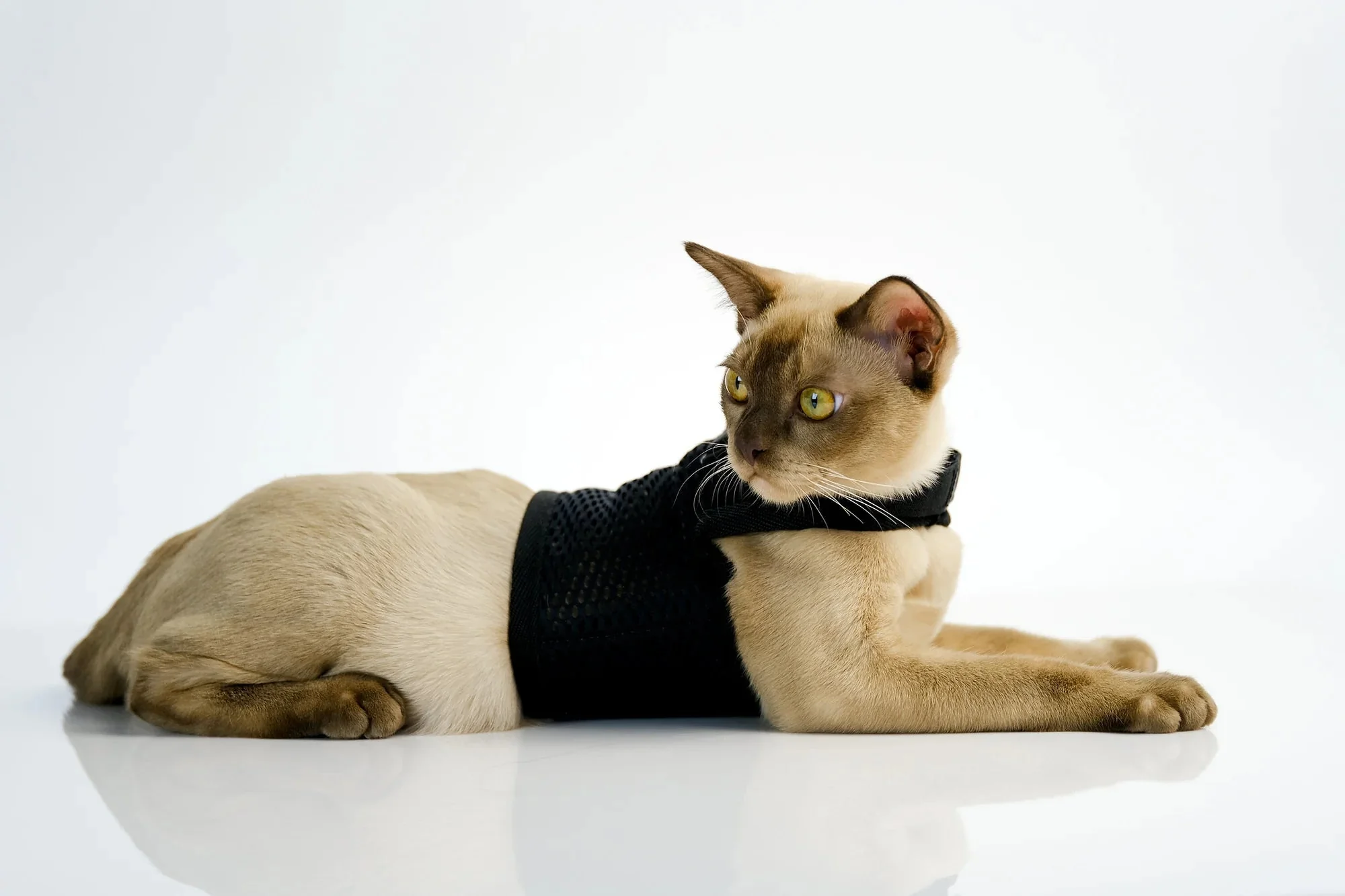 Sleepypod Martingale Harness for Cats - Large Size Only - Image 9