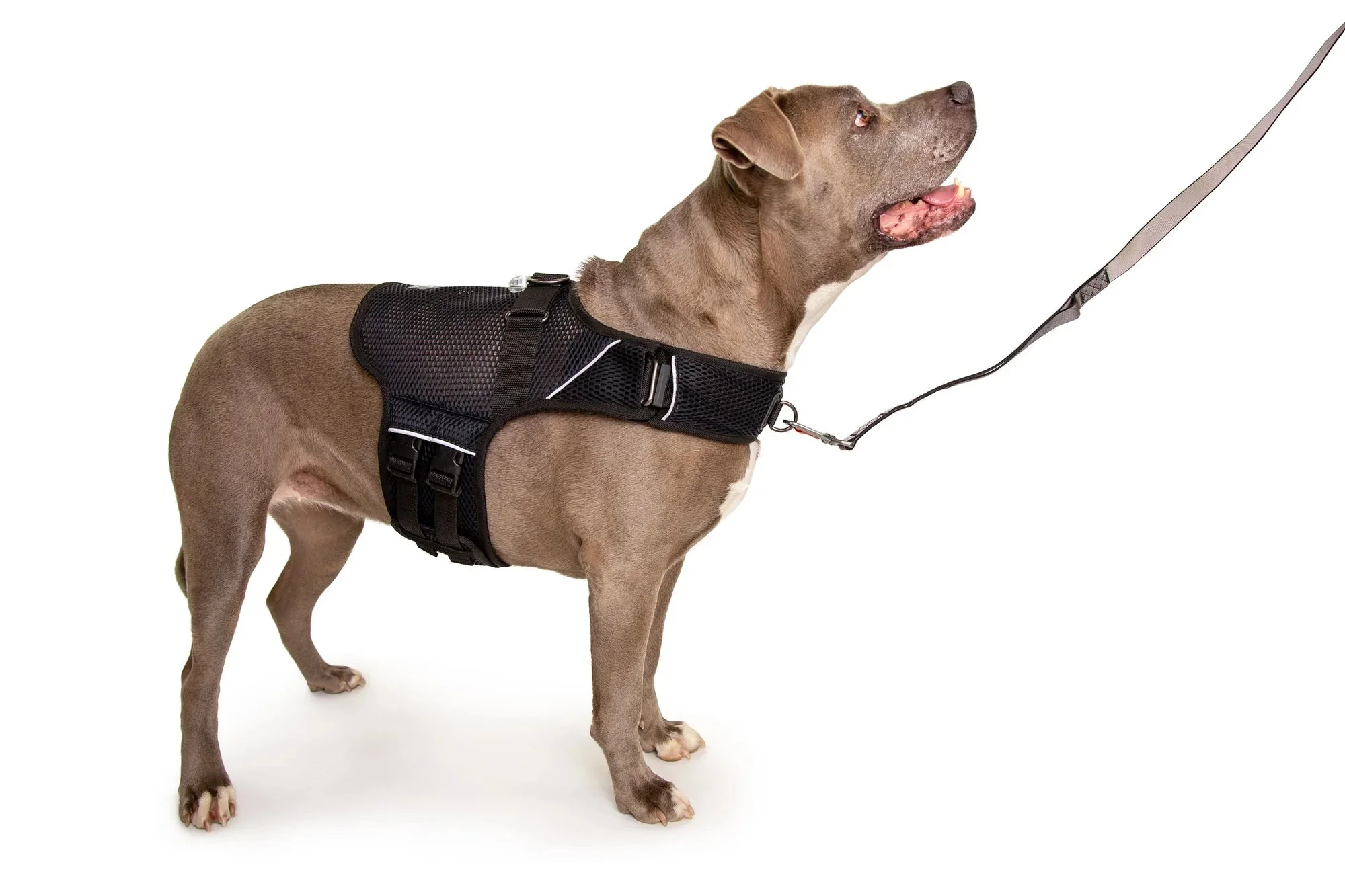 Sleepypod Martingale Calming Harness for Dogs - Image 11