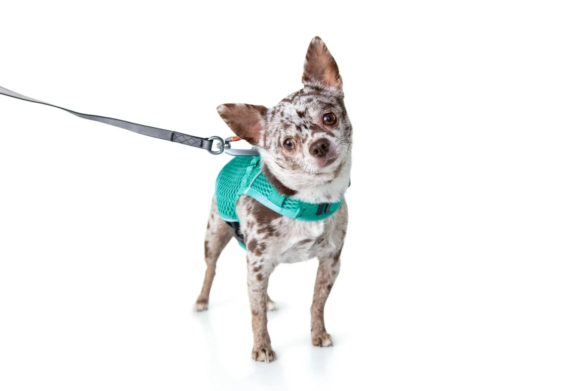 Sleepypod Martingale Calming Harness for Dogs - Image 14