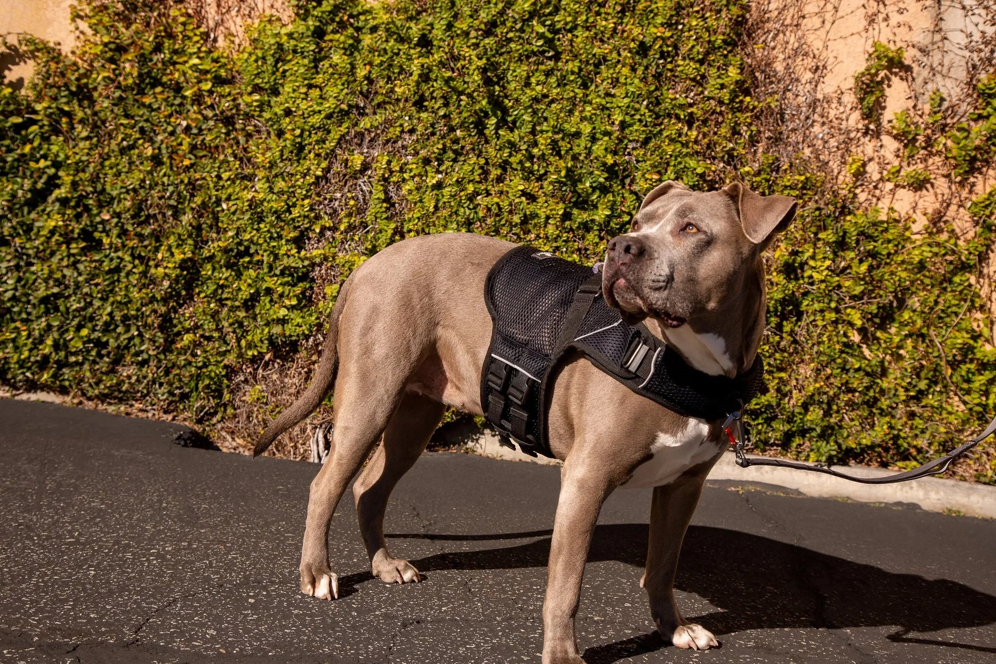Sleepypod Martingale Calming Harness for Dogs - Image 15