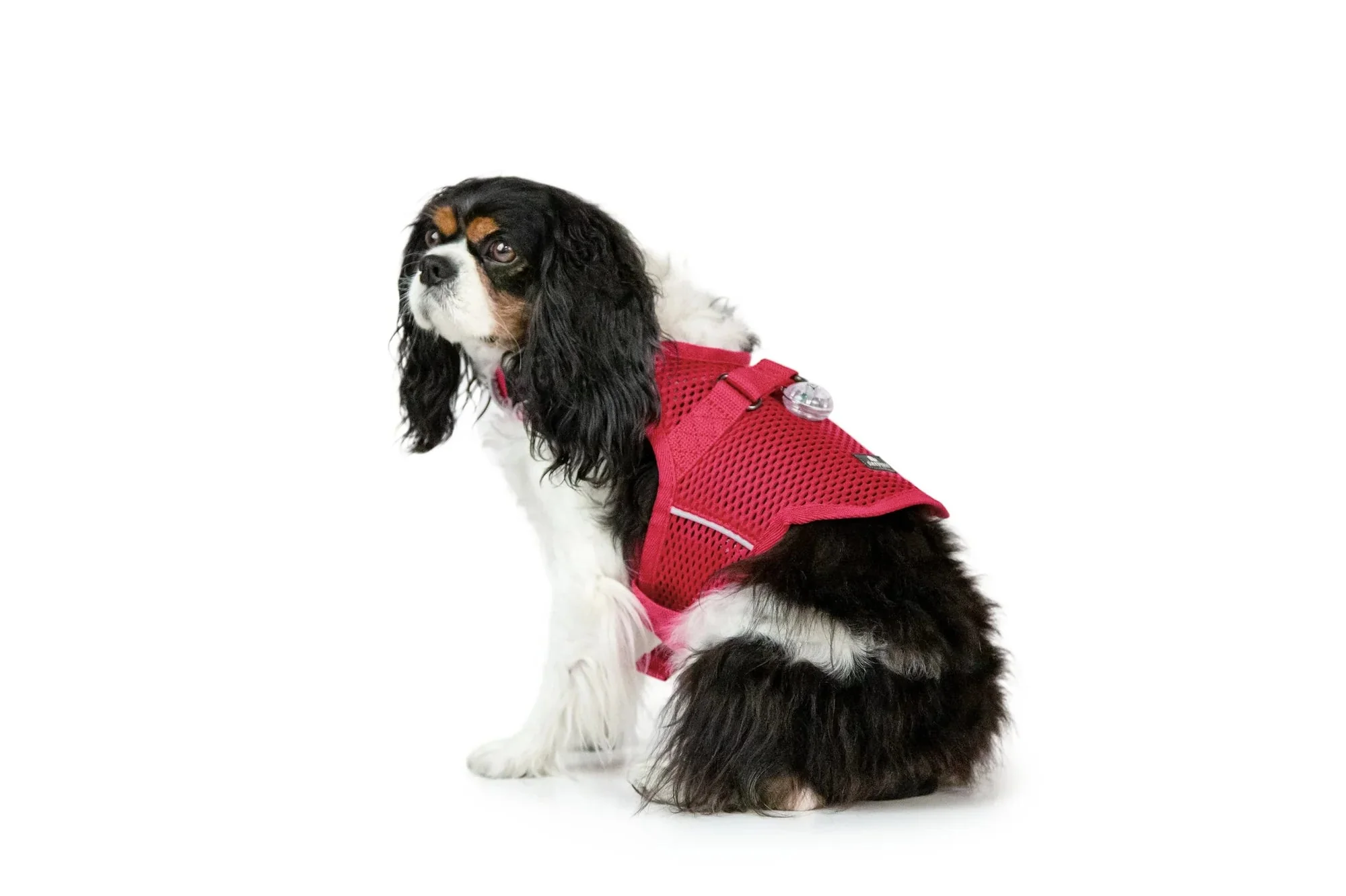 Sleepypod Martingale Calming Harness for Dogs - Image 16