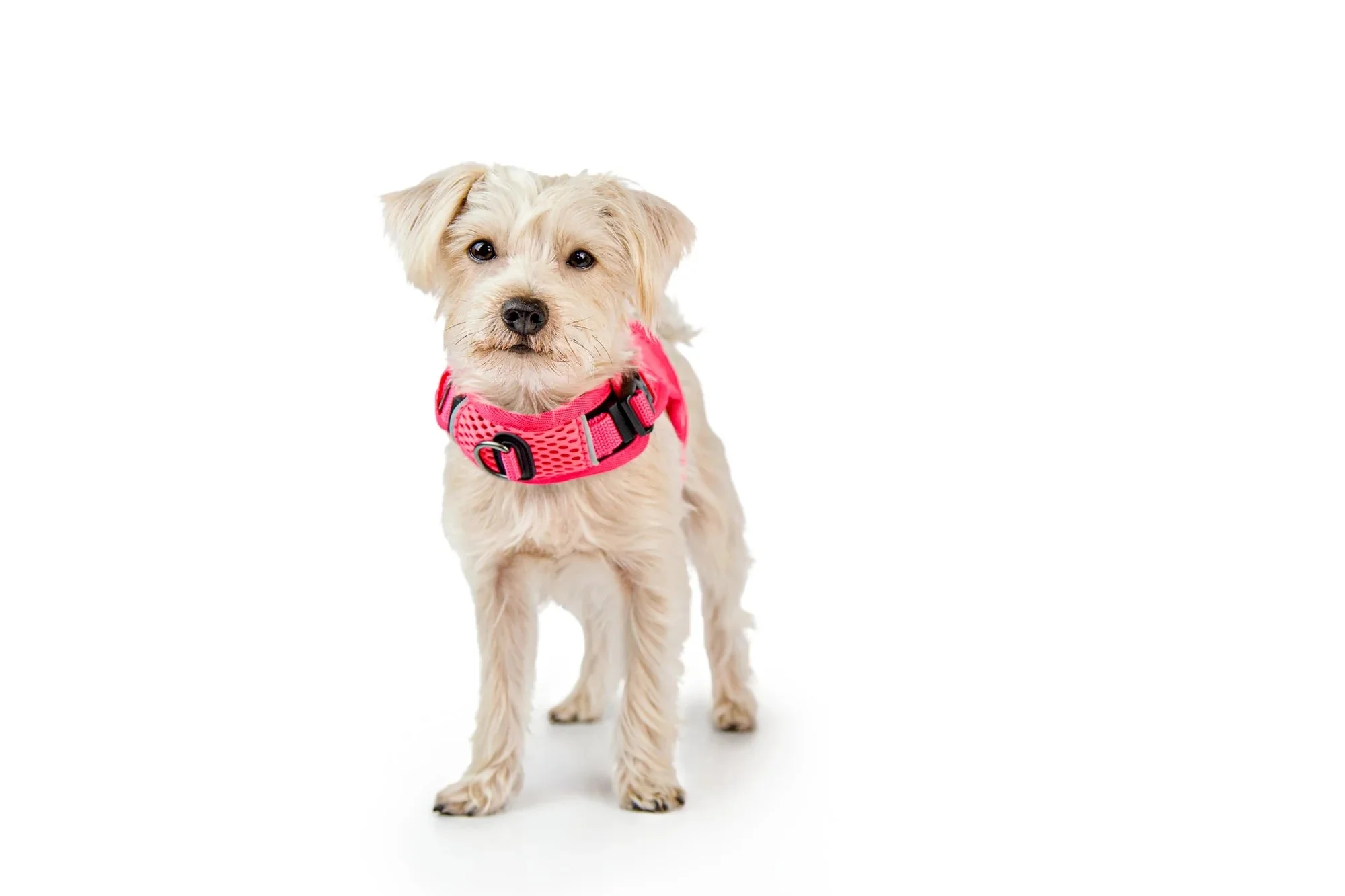 Sleepypod Martingale Calming Harness for Dogs - Image 17