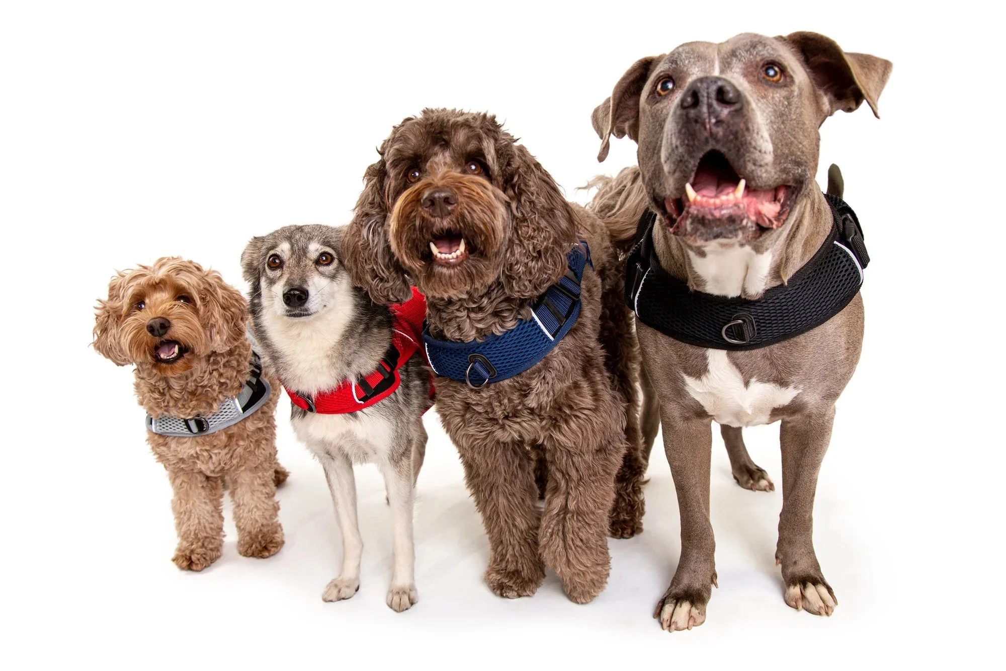 Sleepypod Martingale Calming Harness for Dogs - Image 4