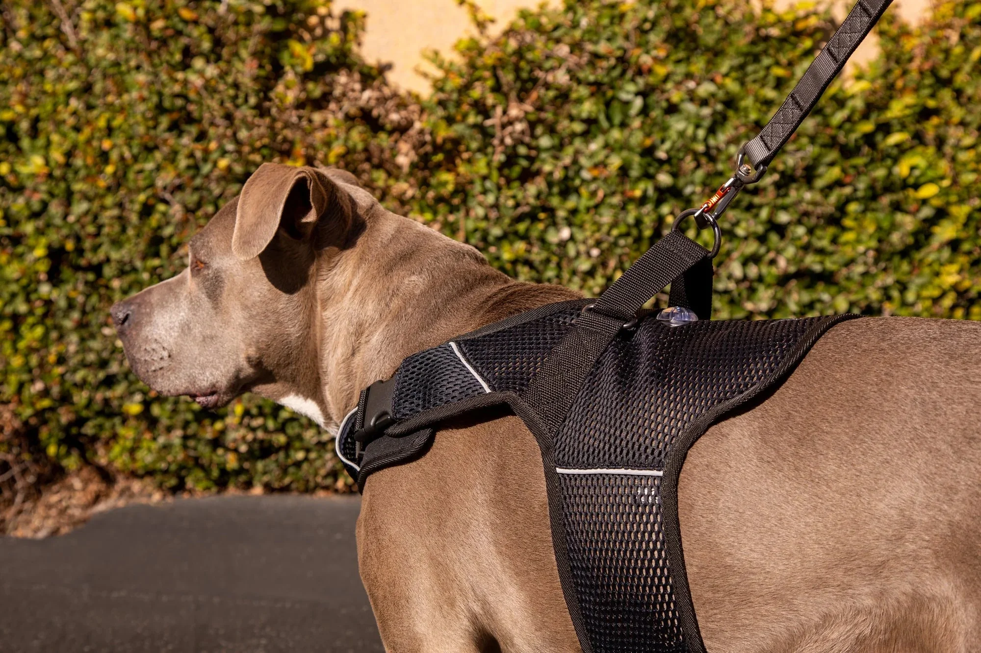 Sleepypod Martingale Calming Harness for Dogs - Image 6