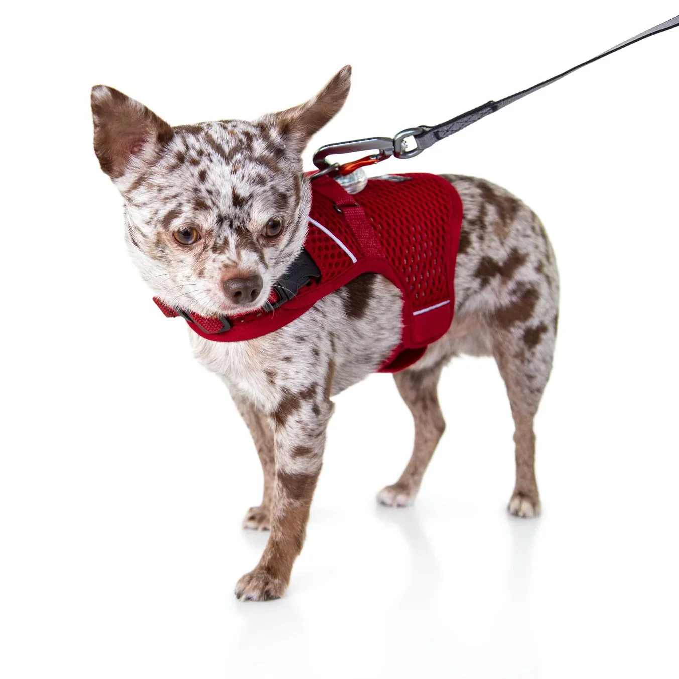 Sleepypod Martingale Calming Harness for Dogs - Image 9