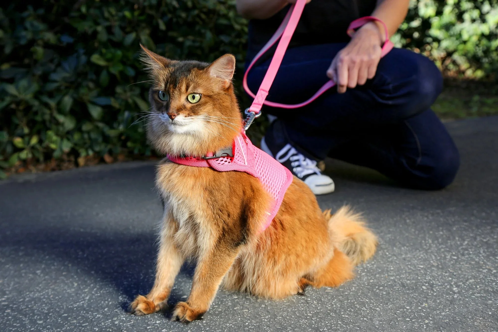 Sleepypod Martingale Calming Harness for Cats - Image 8