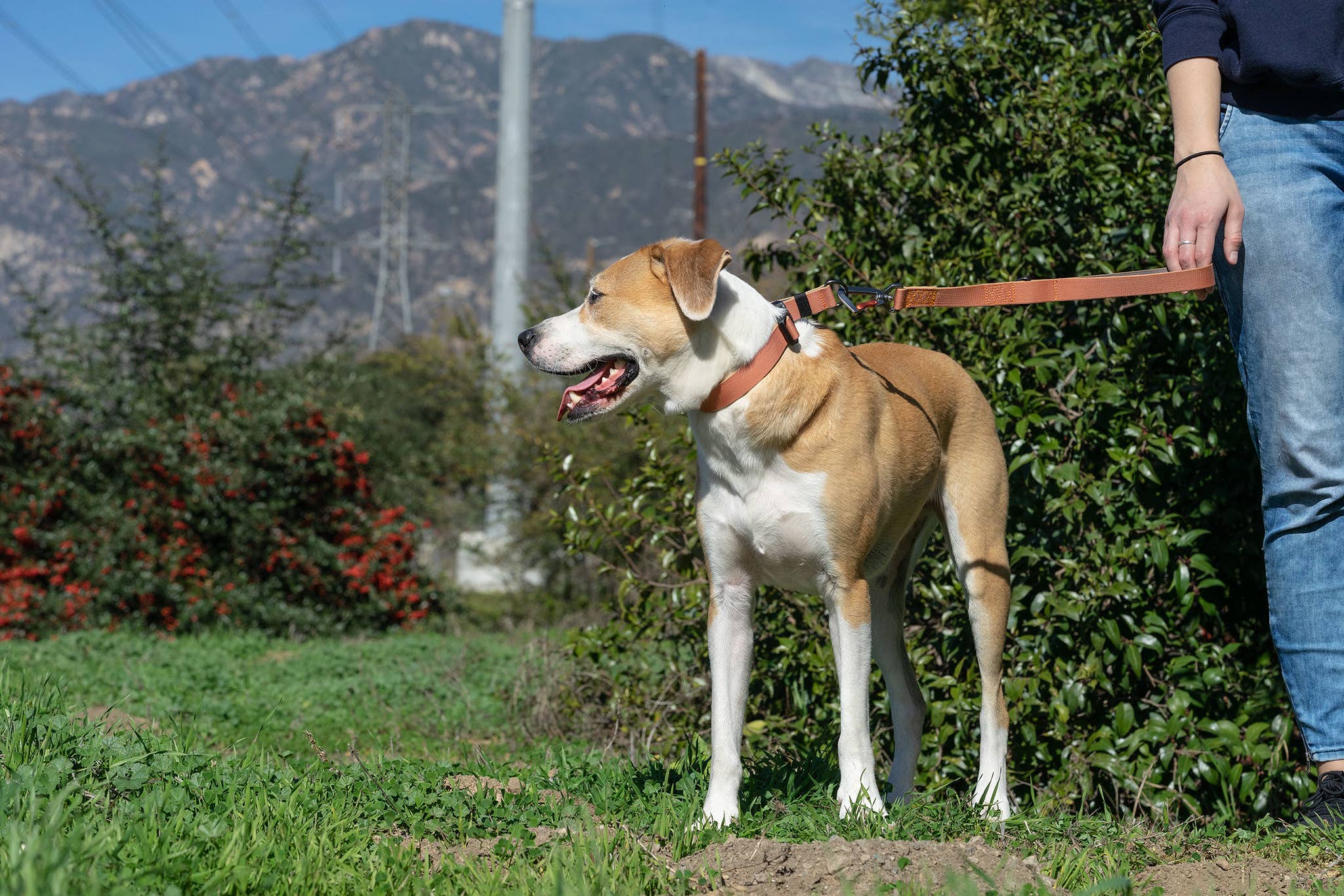Sleepypod Traffic Leash - Image 7
