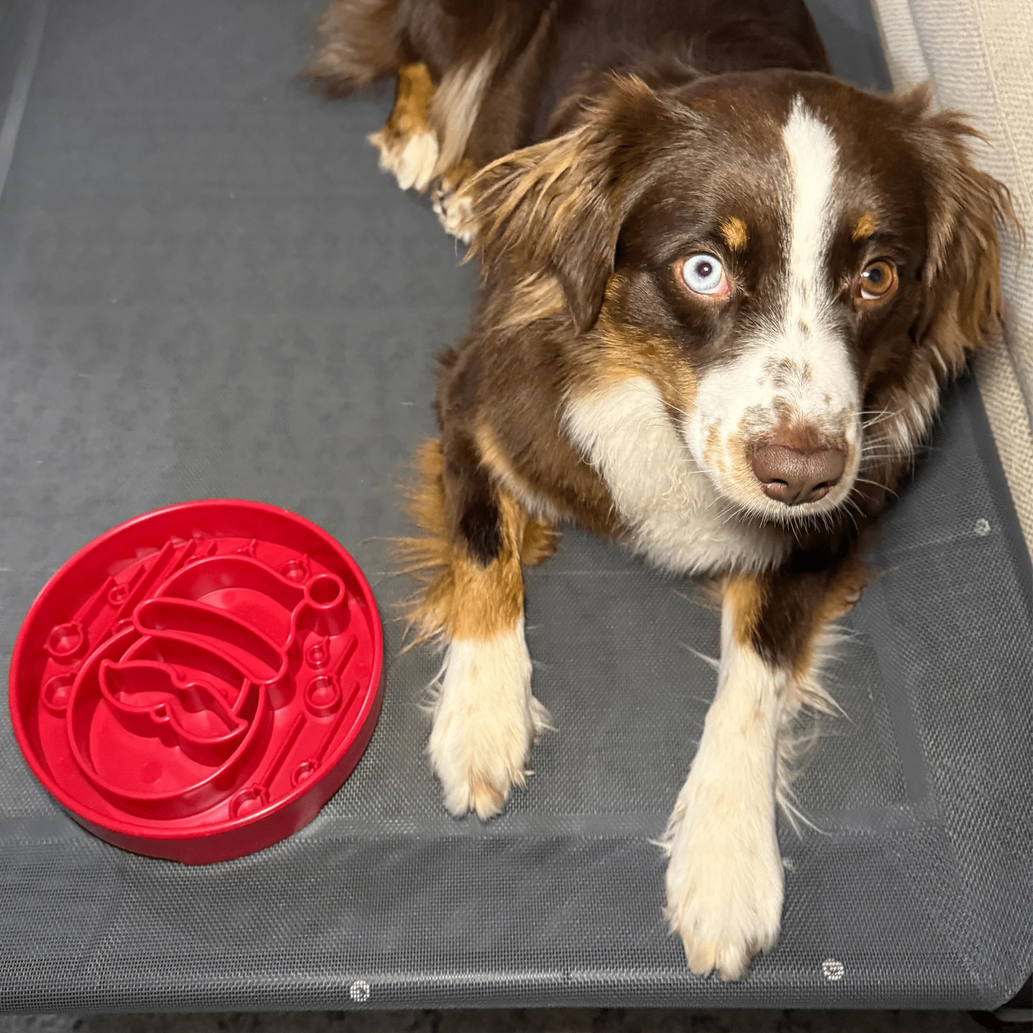 Slow Feeder Dog Bowls - Image 6