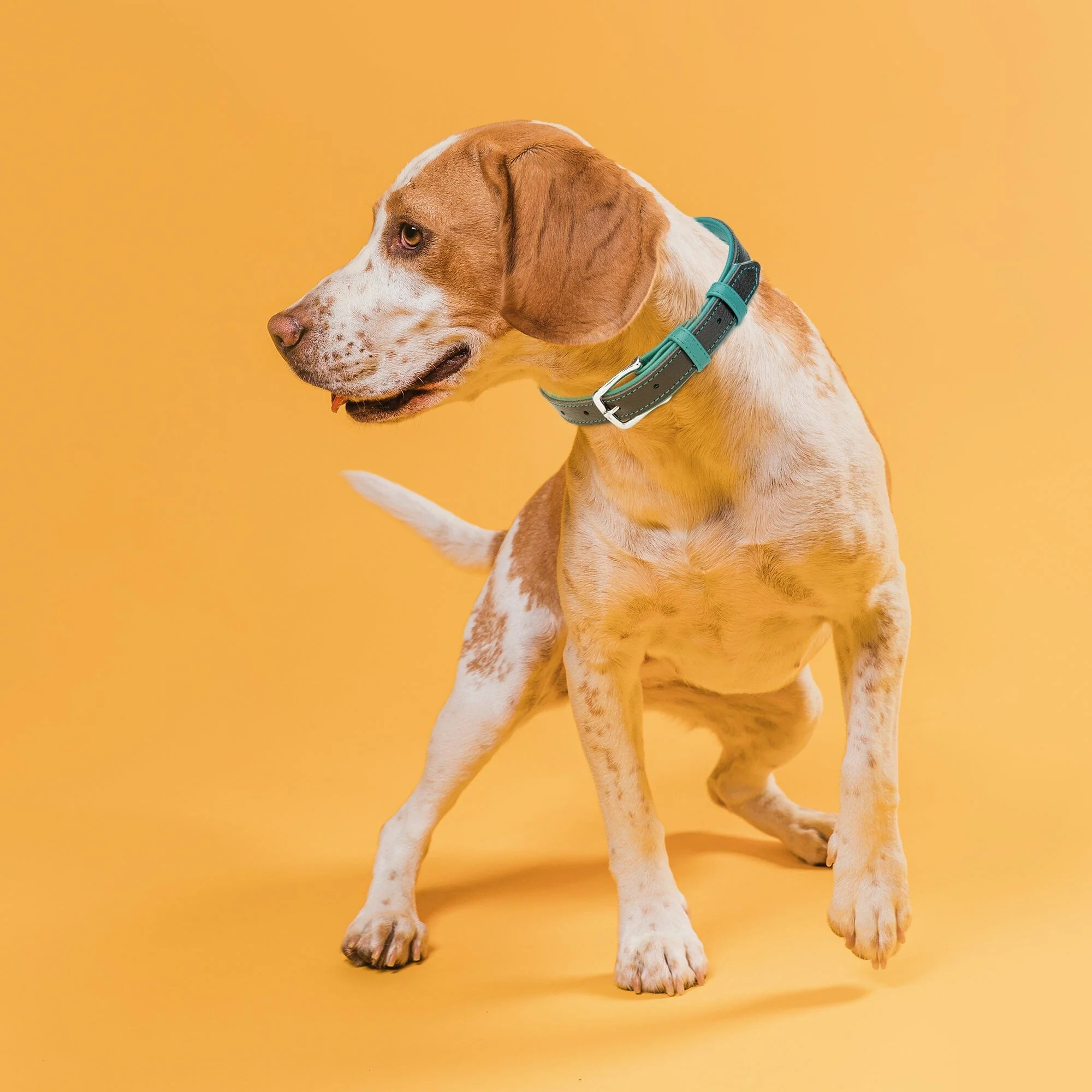 Soft Leather Dual-Color Flat Dog Collar - Image 3