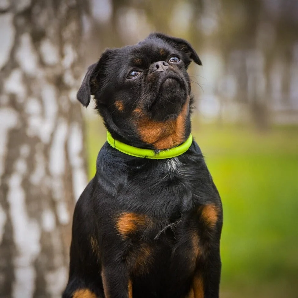 Soft Leather Round Dog Collar - Image 2