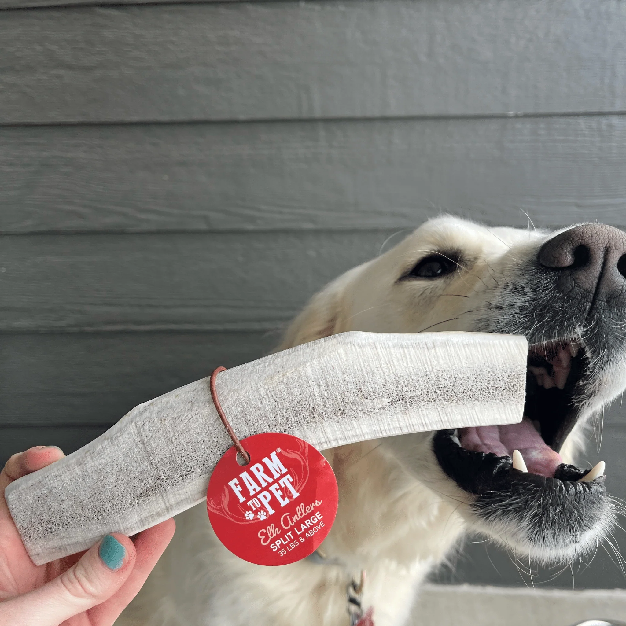 Split Elk Antlers for Dogs - Image 11
