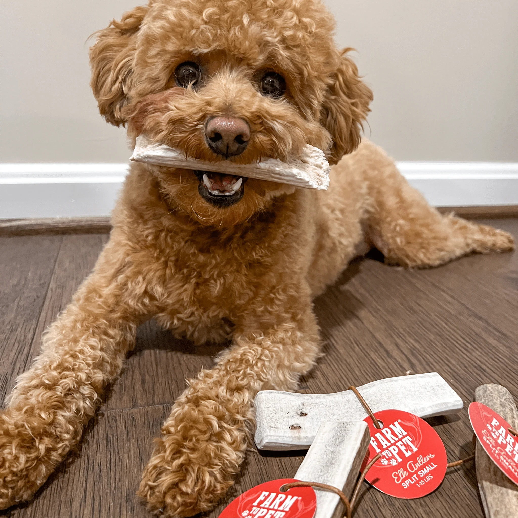 Split Elk Antlers for Dogs - Image 5