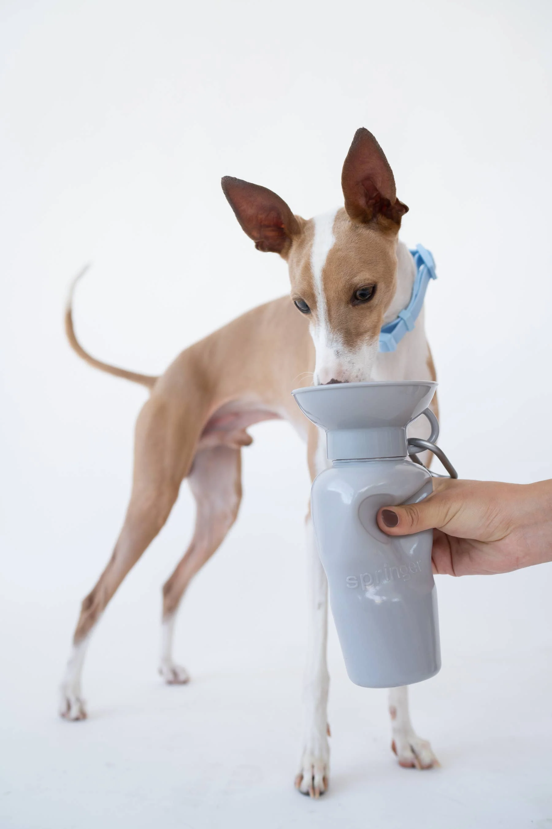 Springer Classic Travel Pet Water Bottle | Classic 22 oz - Image 12
