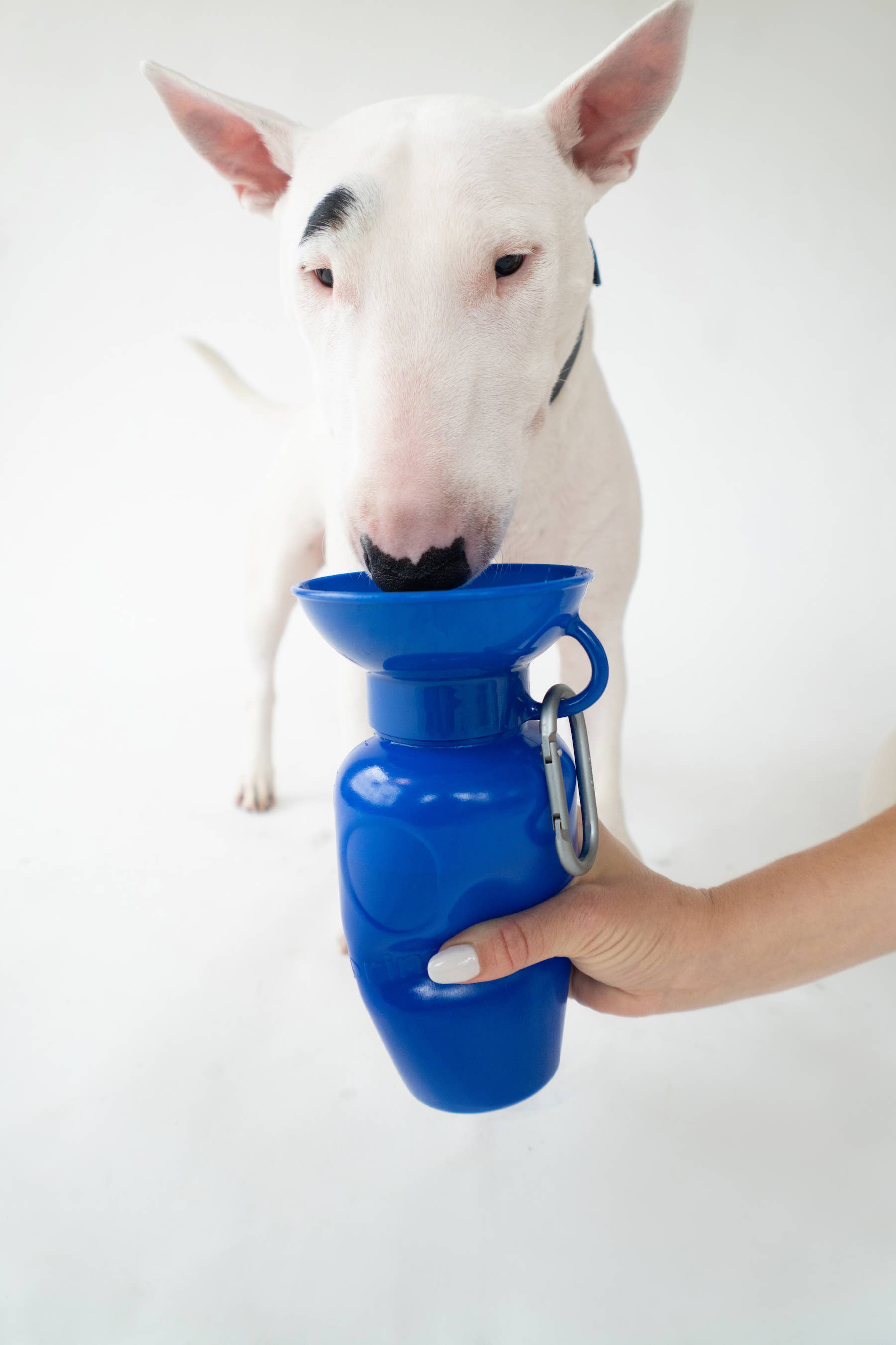 Springer Classic Travel Pet Water Bottle | Classic 22 oz - Image 5