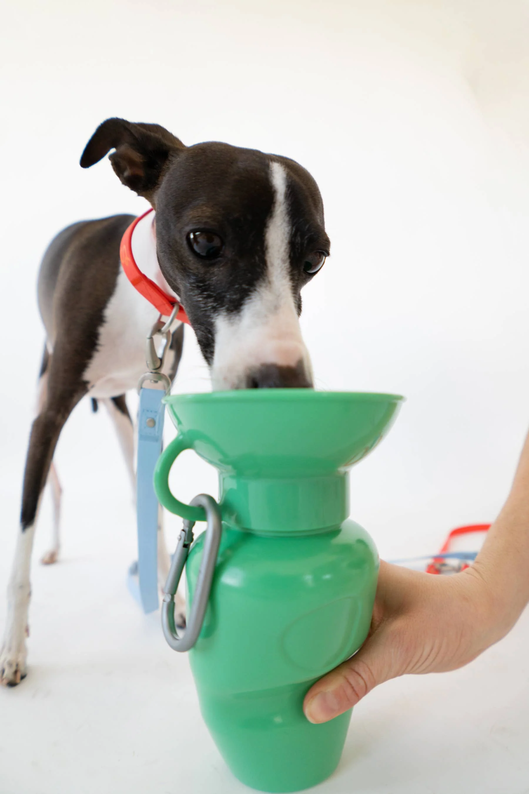 Springer Classic Travel Pet Water Bottle | Classic 22 oz - Image 7