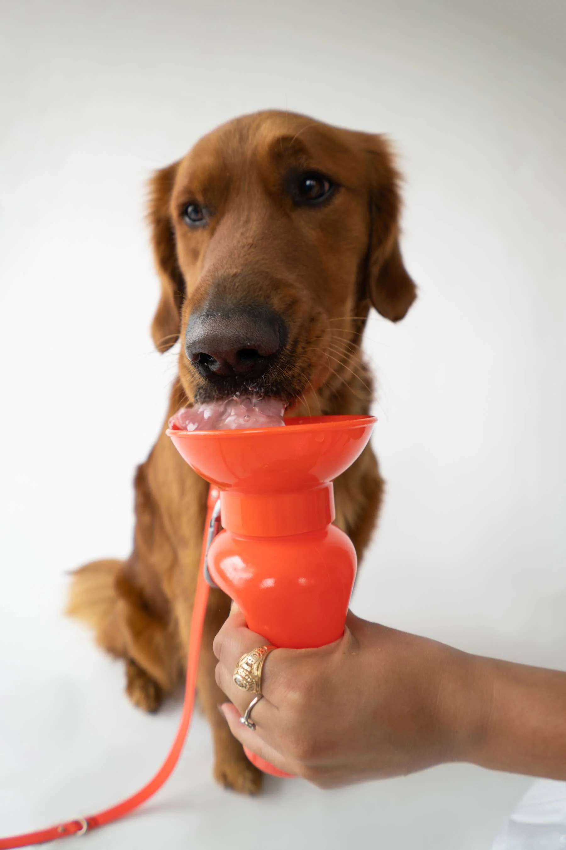 Springer Classic Travel Pet Water Bottle | Classic 22 oz - Image 9