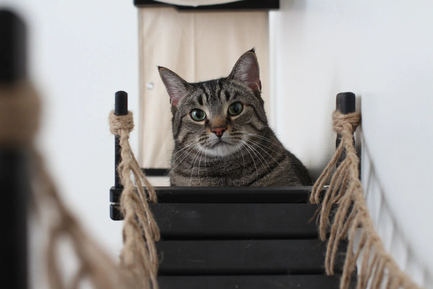 The Canyon - Our Best Cat Tree for Multiple Cats - Image 3