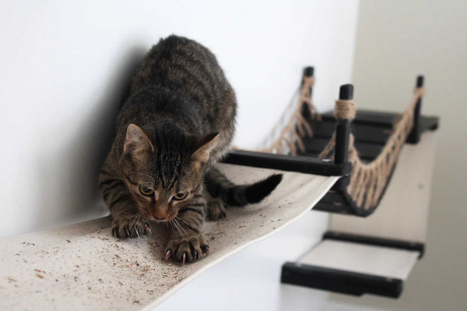 The Canyon - Our Best Cat Tree for Multiple Cats - Image 5