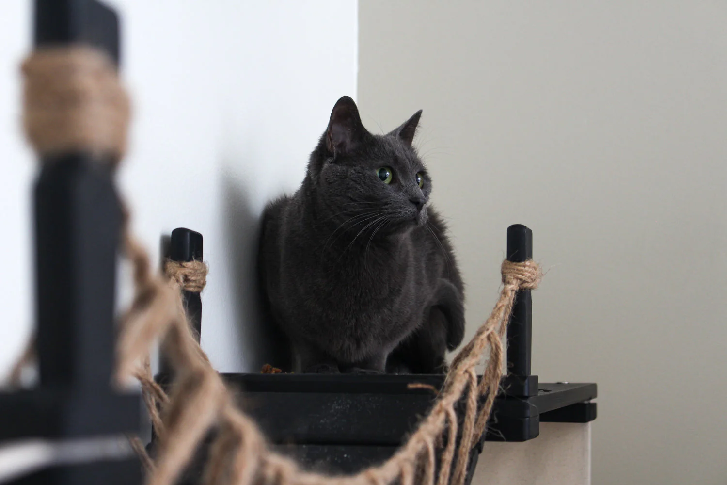 The Canyon - Our Best Cat Tree for Multiple Cats - Image 9