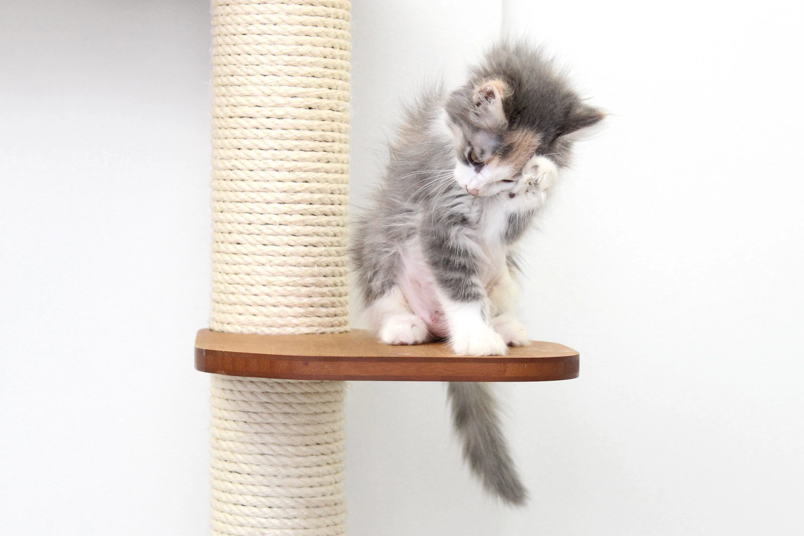 The Deluxe Cat Fort - Modern Cat Condo - Image 5